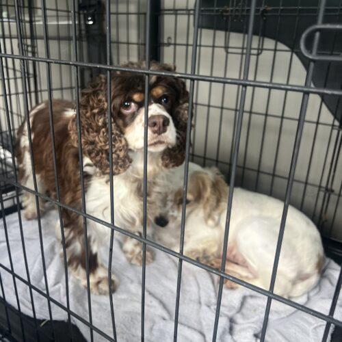 Dolly, a Adoptable English Cocker Spaniel in Vienna, ON image 2/5