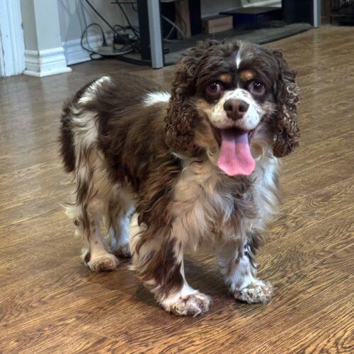Dolly, a Adoptable English Cocker Spaniel in Vienna, ON image 3/5