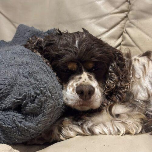 Enlarge Dolly, a Adoptable mixed breed in Vienna, ON image 4/6