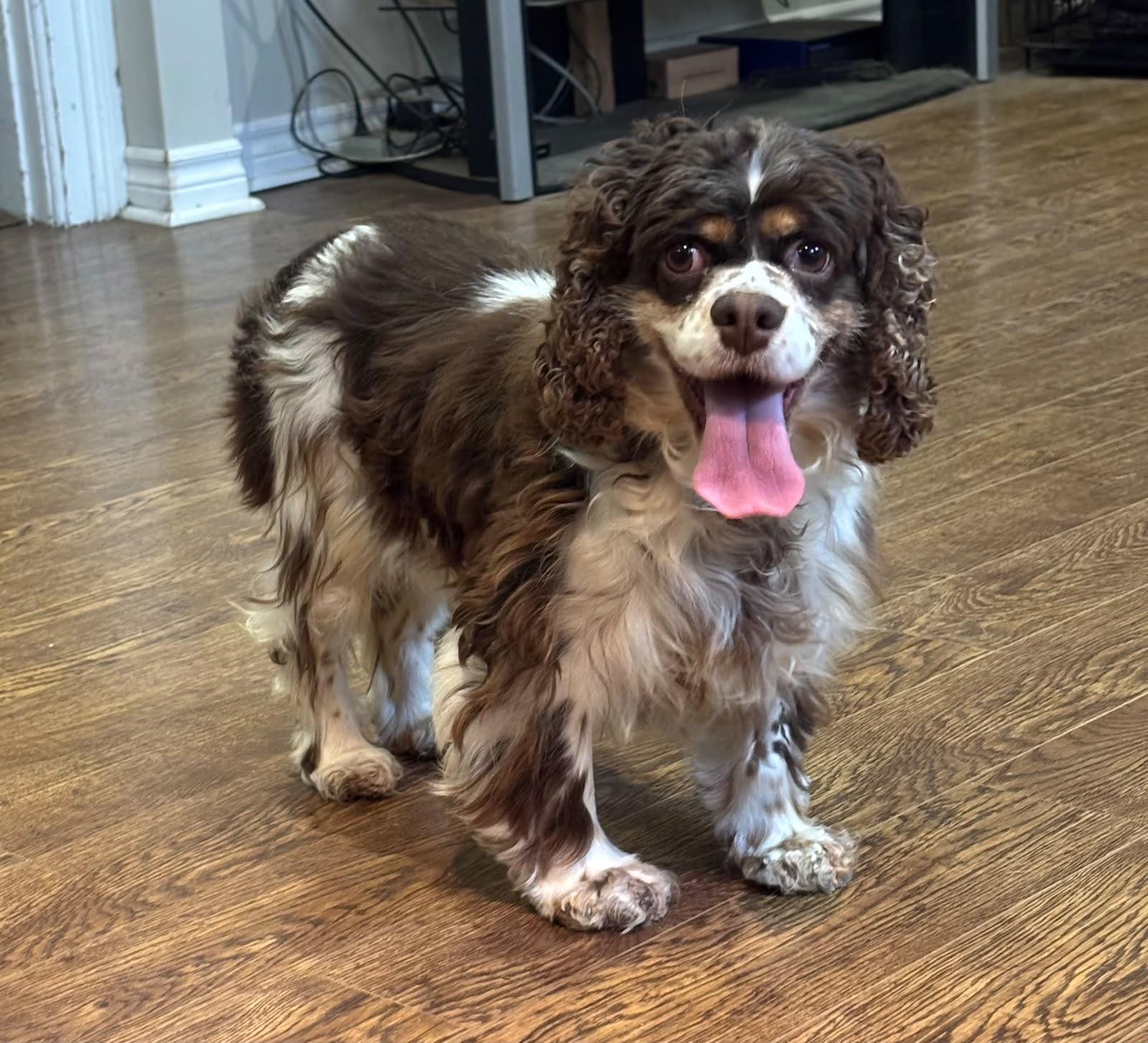 Enlarge Dolly, a Adoptable mixed breed in Vienna, ON image 5/6