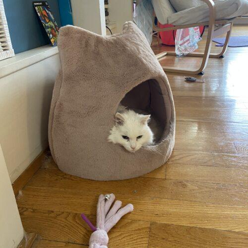 Enlarge MAGGIE, a Adoptable Domestic Short Hair in Toronto, ON image 1/5