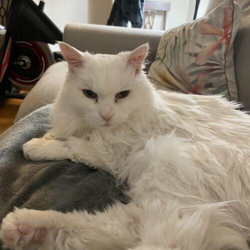 Enlarge MAGGIE, a Adoptable Domestic Short Hair in Toronto, ON image 2/5