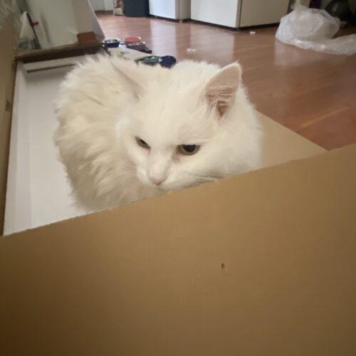 Enlarge MAGGIE, a Adoptable Domestic Short Hair in Toronto, ON image 3/5