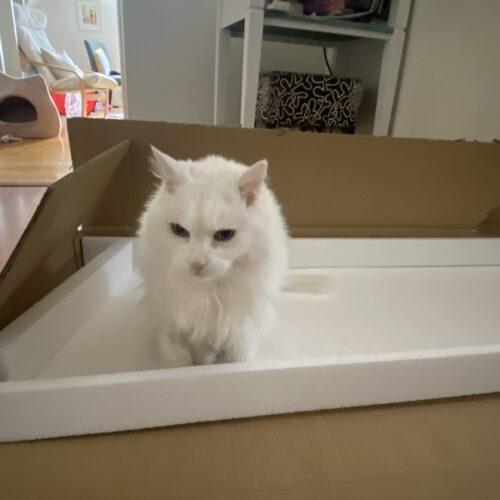 Enlarge MAGGIE, a Adoptable Domestic Short Hair in Toronto, ON image 4/5