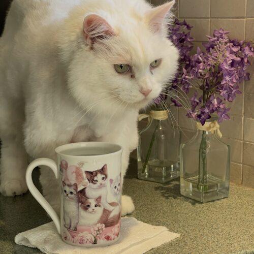 Enlarge MAGGIE, a Adoptable Domestic Short Hair in Toronto, ON image 5/5