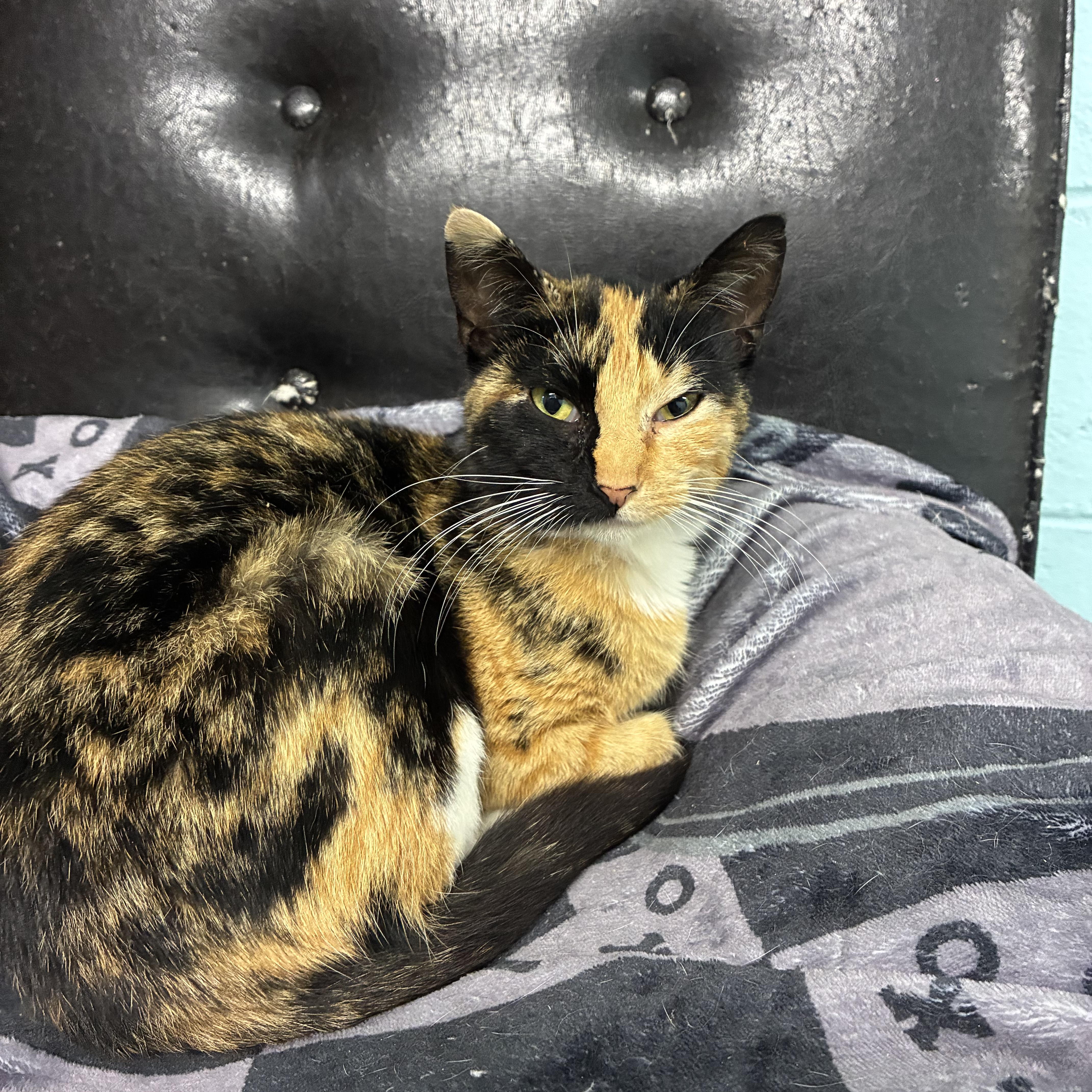 Bridget, an adopted Domestic Short Hair in Jamestown, ND image 1/2
