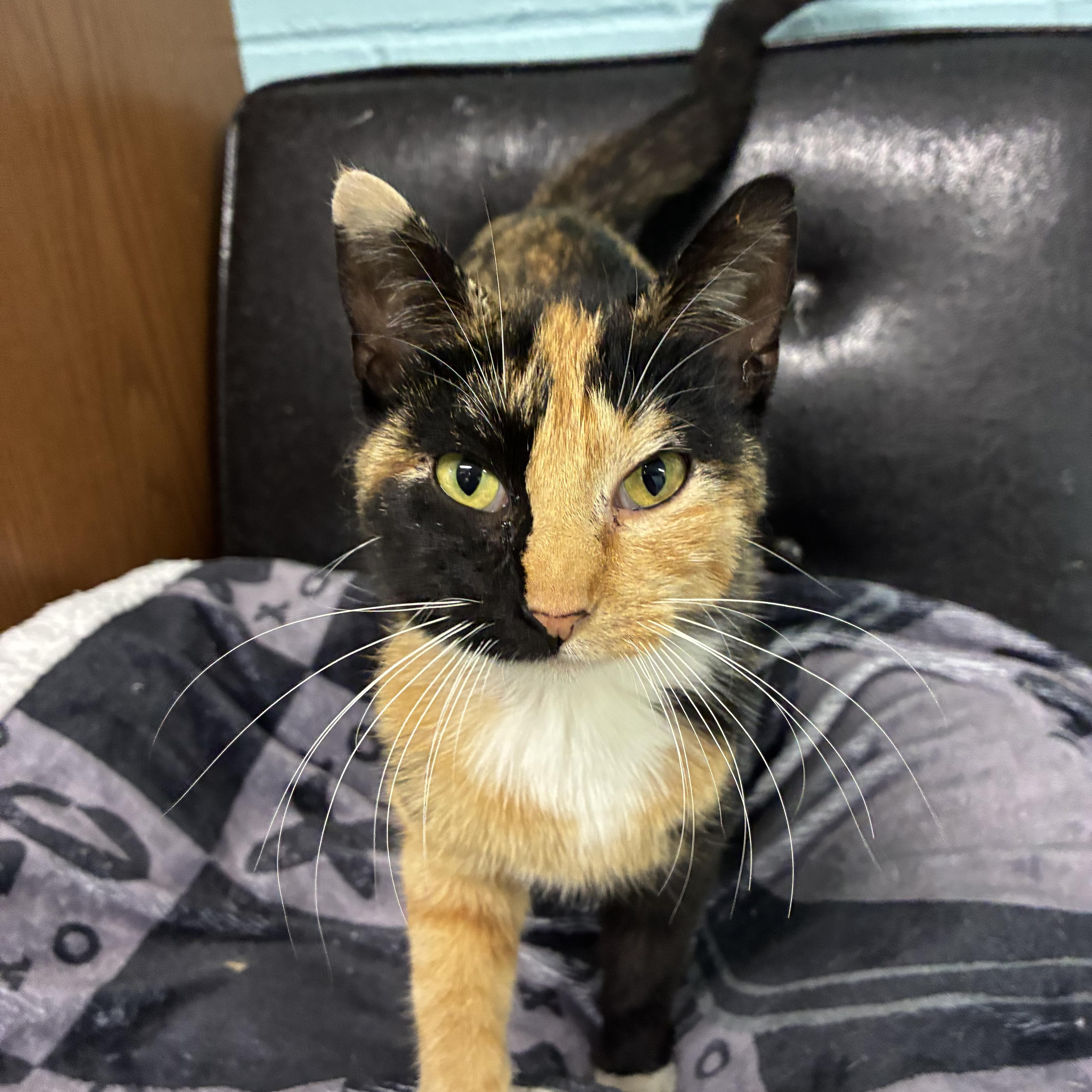 Bridget, an adopted Domestic Short Hair in Jamestown, ND image 2/2