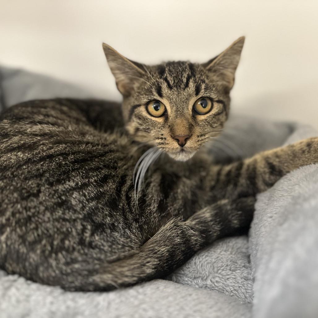 Enlarge Nutmeg, a Adoptable Domestic Short Hair in Gadsden, AL image 3/3