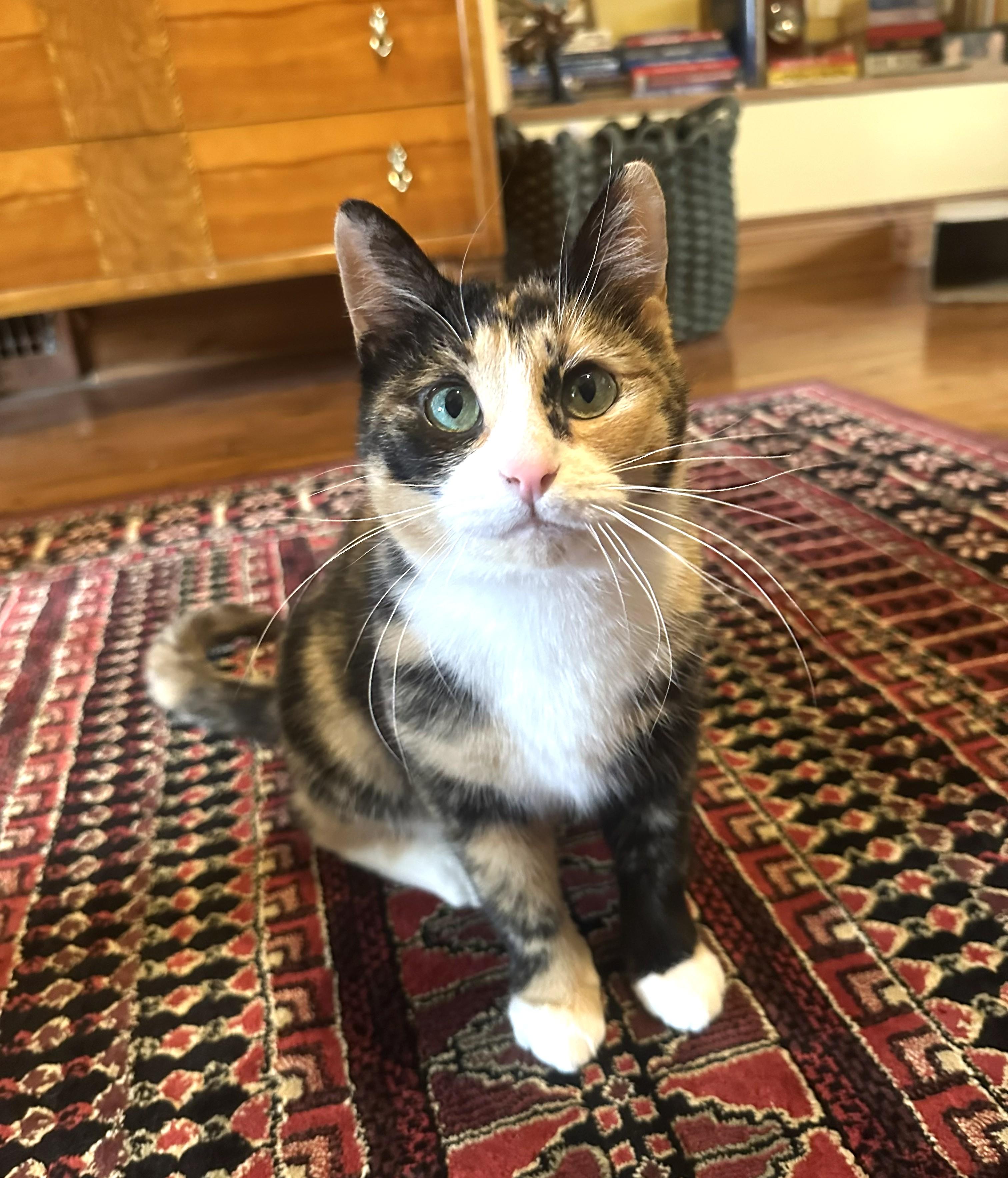 Enlarge Sage, an adopted Domestic Short Hair in Guelph, ON image 3/6