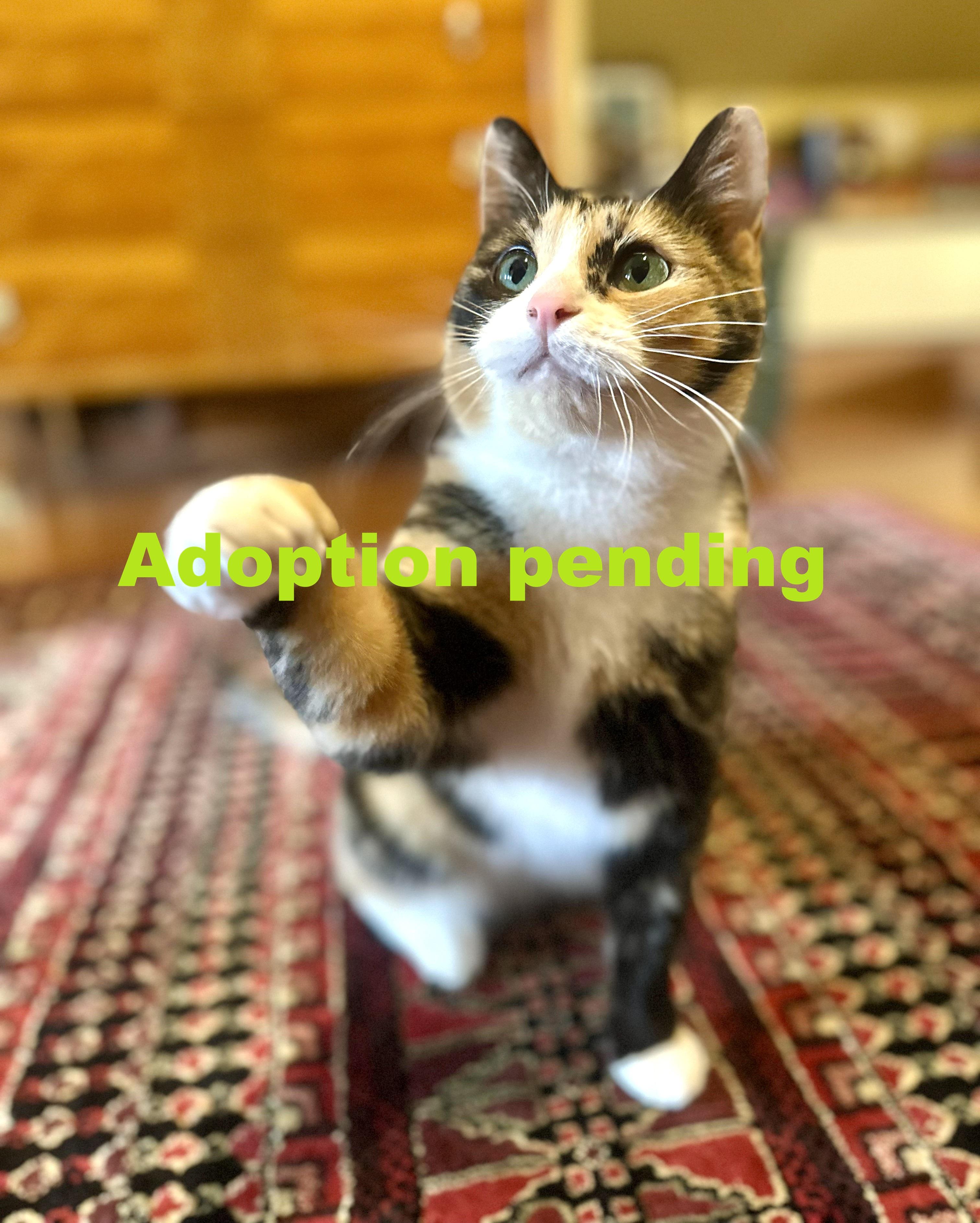 Enlarge Sage, an adopted Domestic Short Hair in Guelph, ON image 1/6