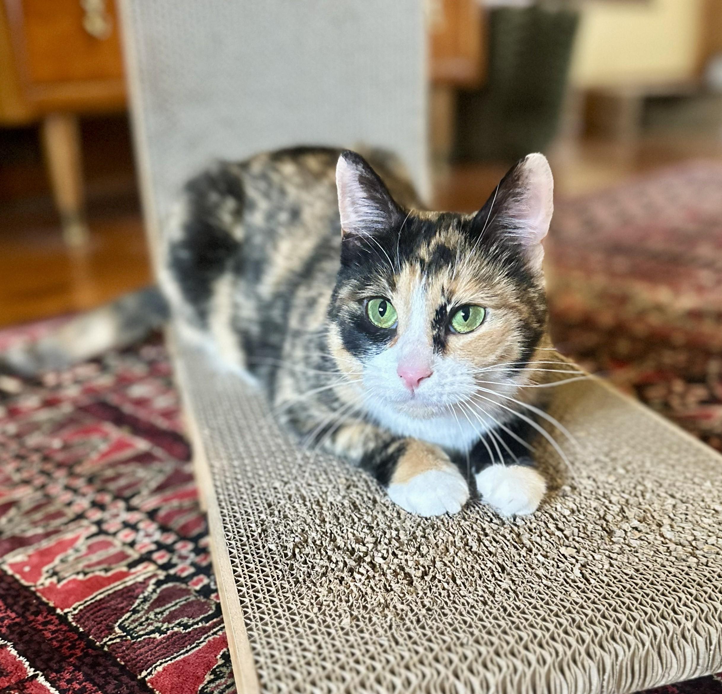 Enlarge Sage, an adopted Domestic Short Hair in Guelph, ON image 6/6