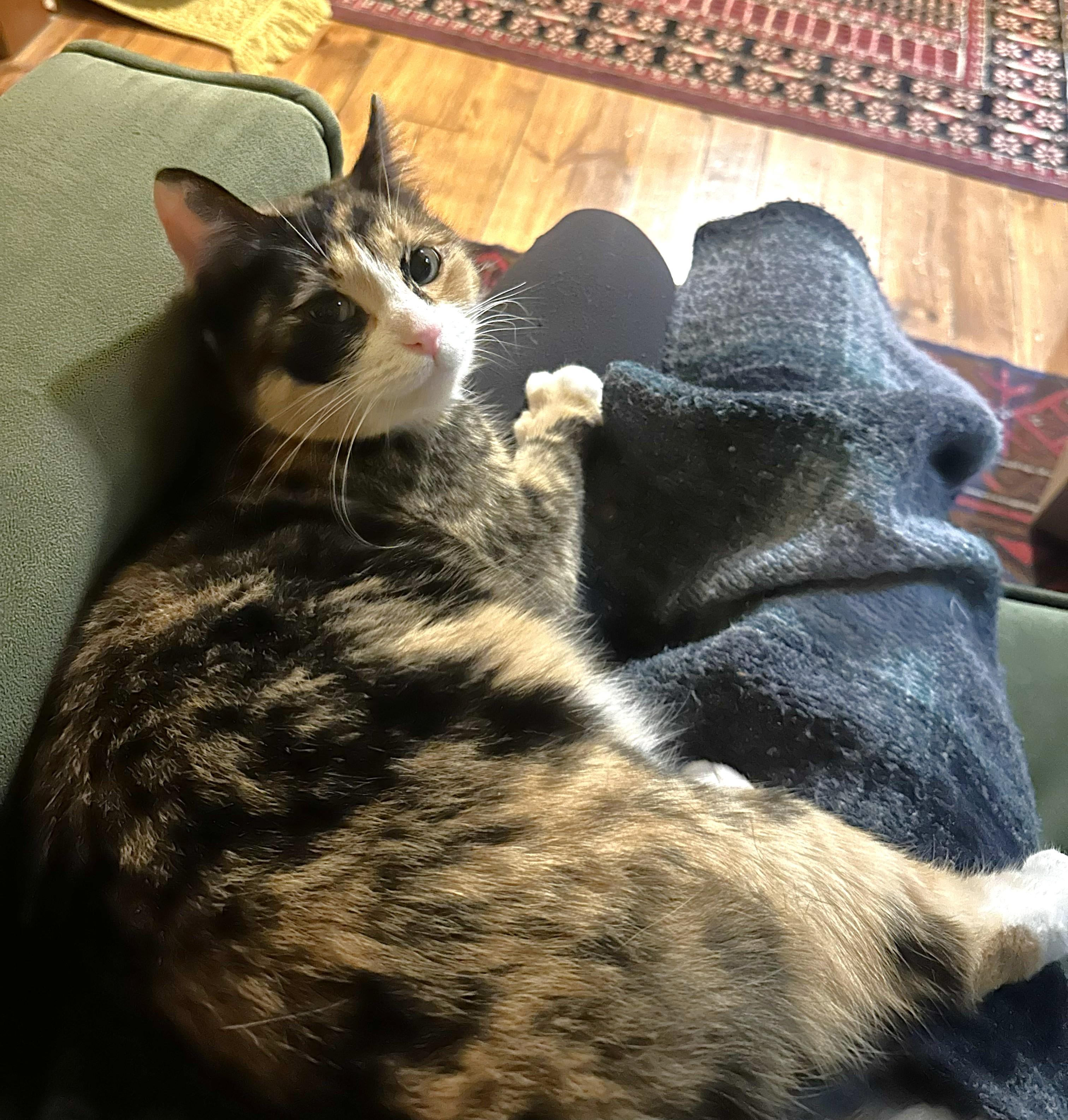 Enlarge Sage, an adopted Domestic Short Hair in Guelph, ON image 5/6