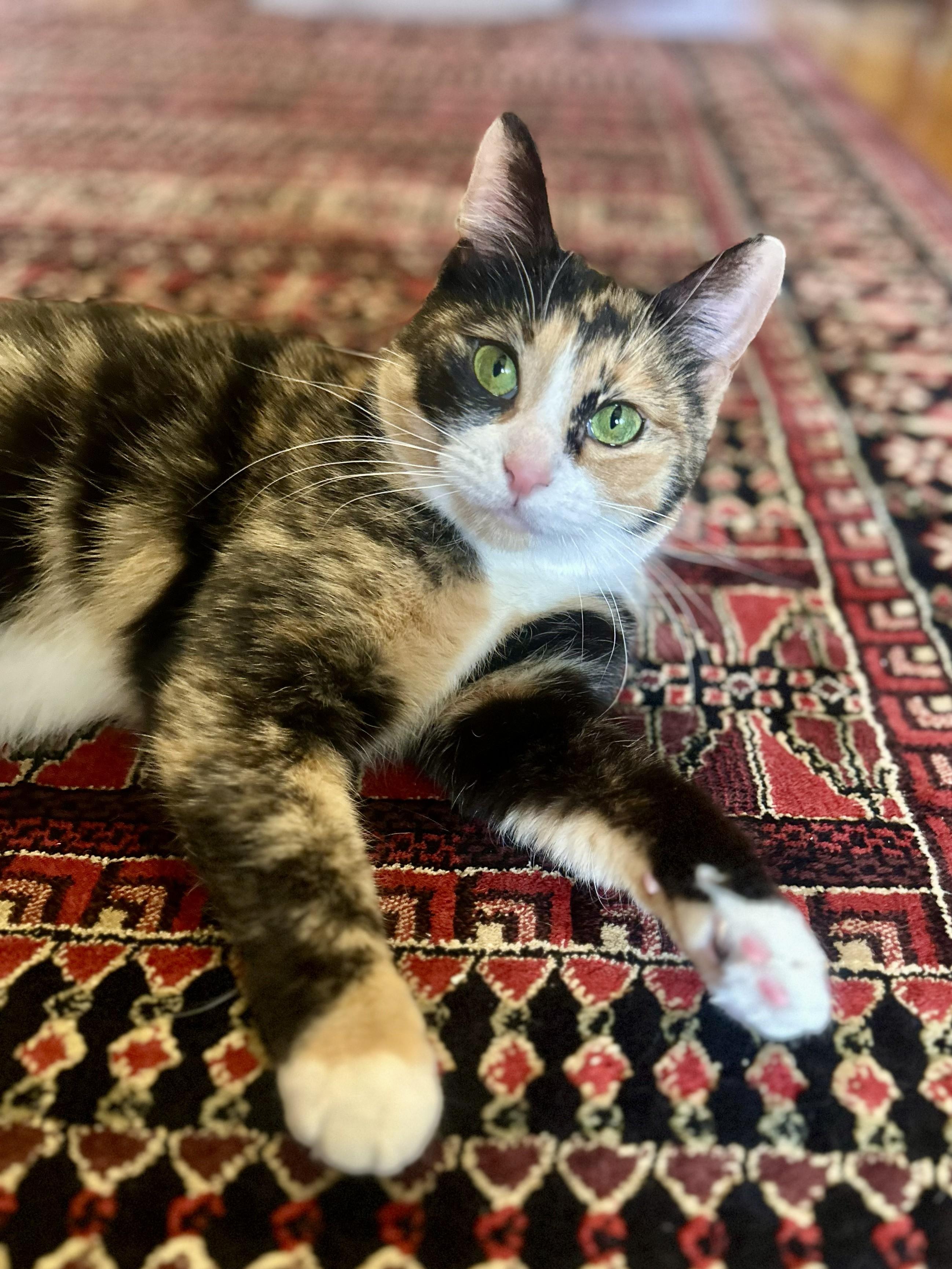 Enlarge Sage, an adopted Domestic Short Hair in Guelph, ON image 2/6