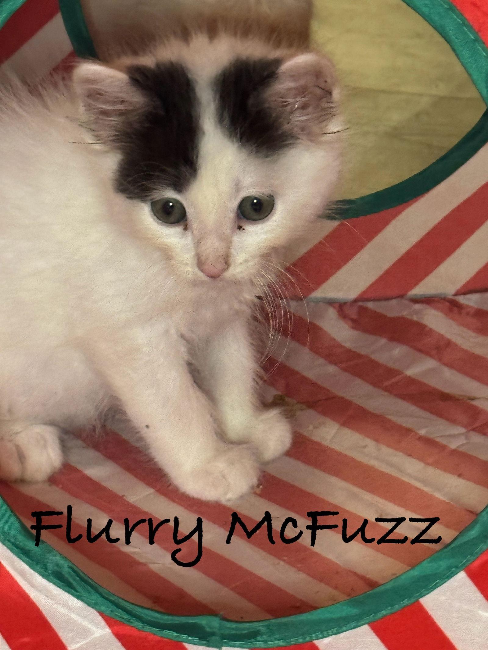 Flurry McFuzz, Adopted, Kitten Male Domestic Medium Hair.