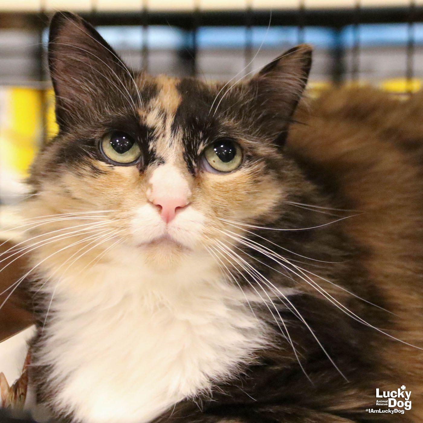Ellie, a Adopted Domestic Long Hair in Washington, DC image 1/3