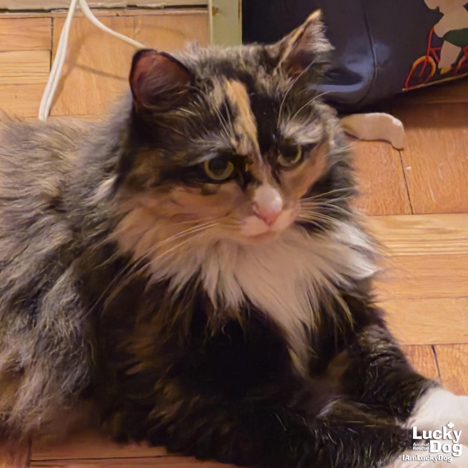 Ellie, a Adoptable Domestic Long Hair in Washington, DC image 1/3