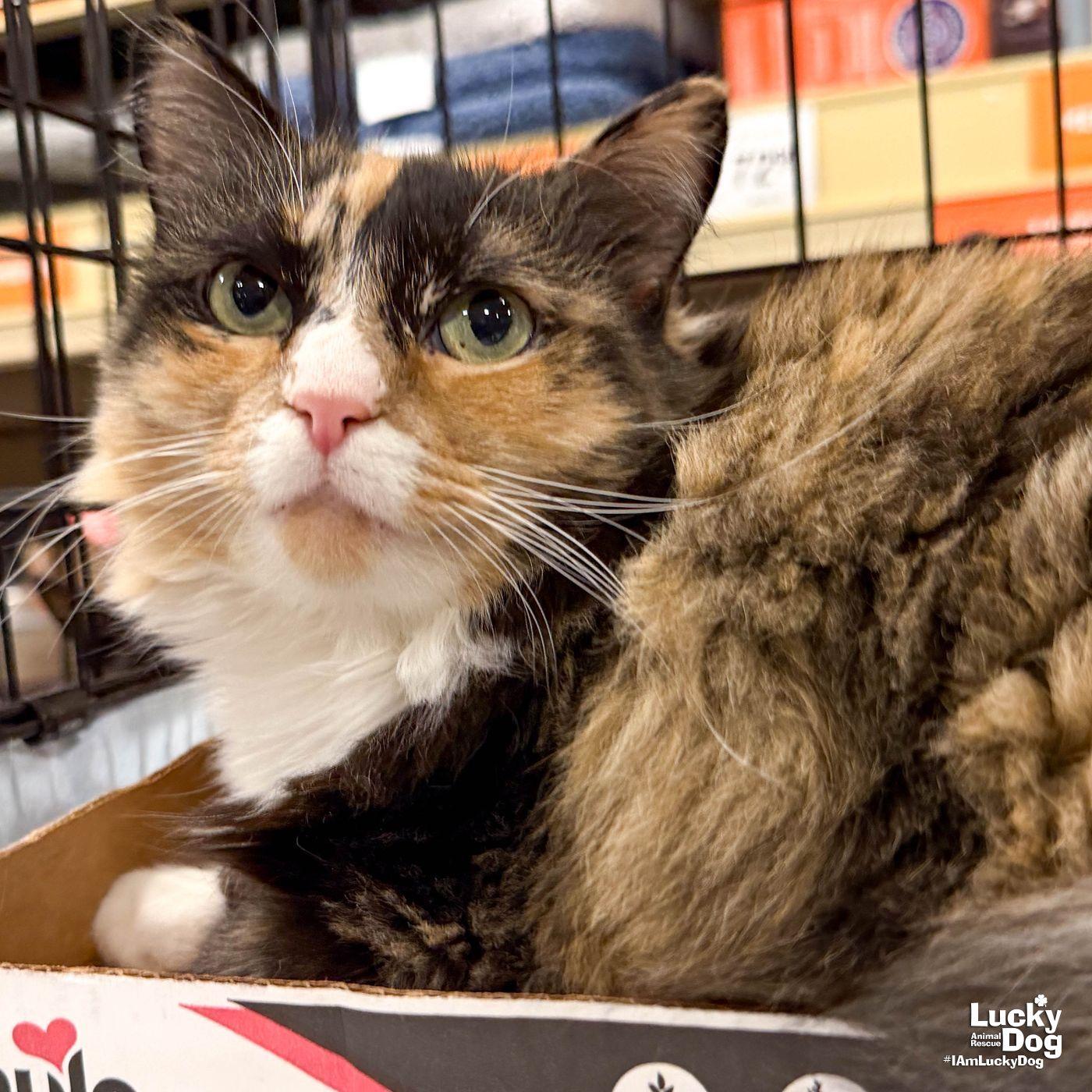 Enlarge Ellie, a Adopted Domestic Long Hair in Washington, DC image 1/3