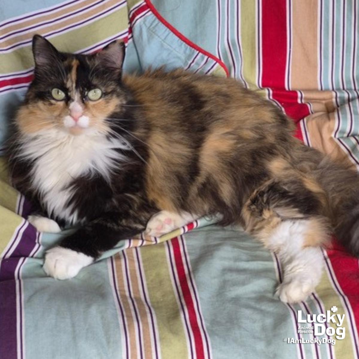 Enlarge Ellie, a Adopted Domestic Long Hair in Washington, DC image 1/3