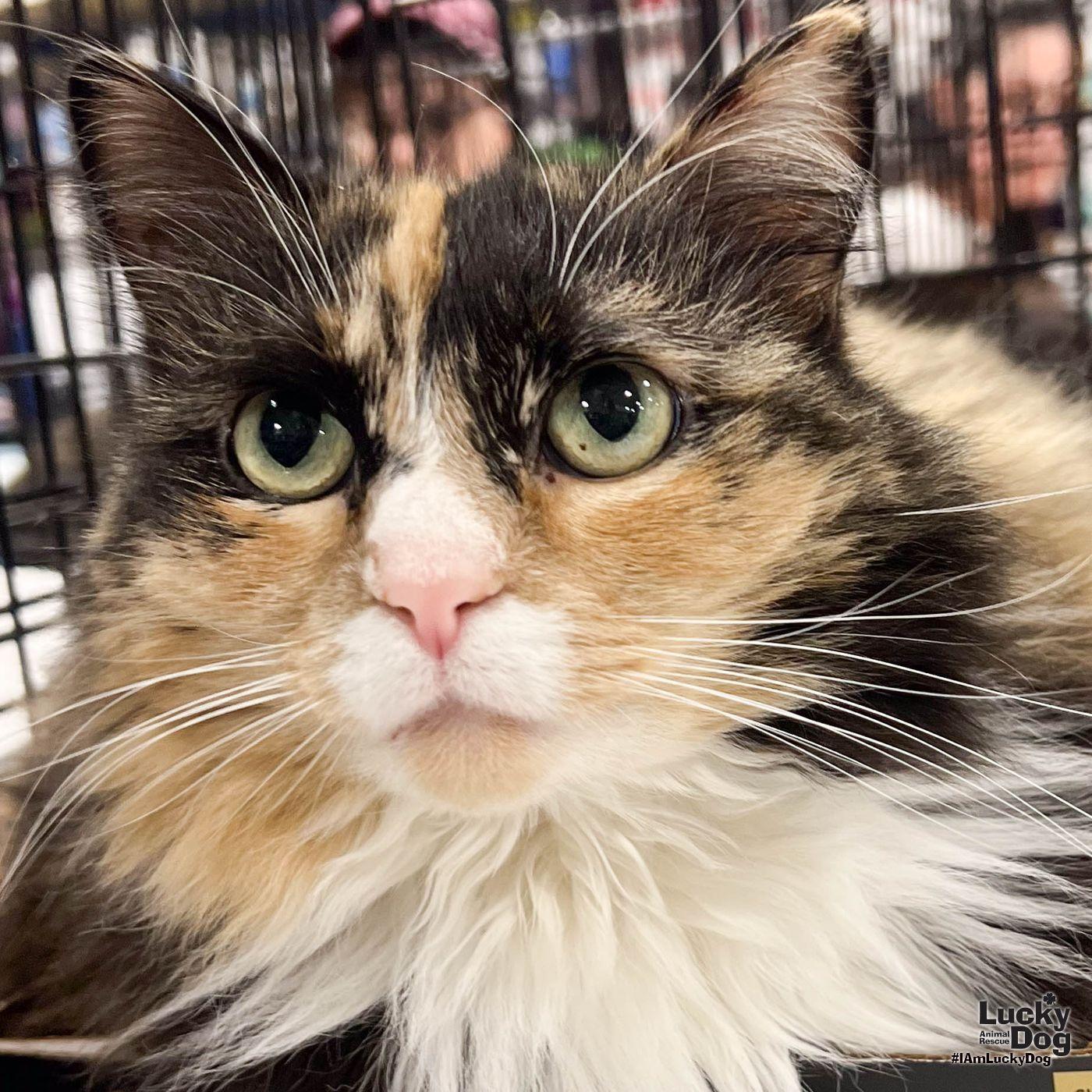 Ellie, a Adoptable Domestic Long Hair in Washington, DC image 2/3