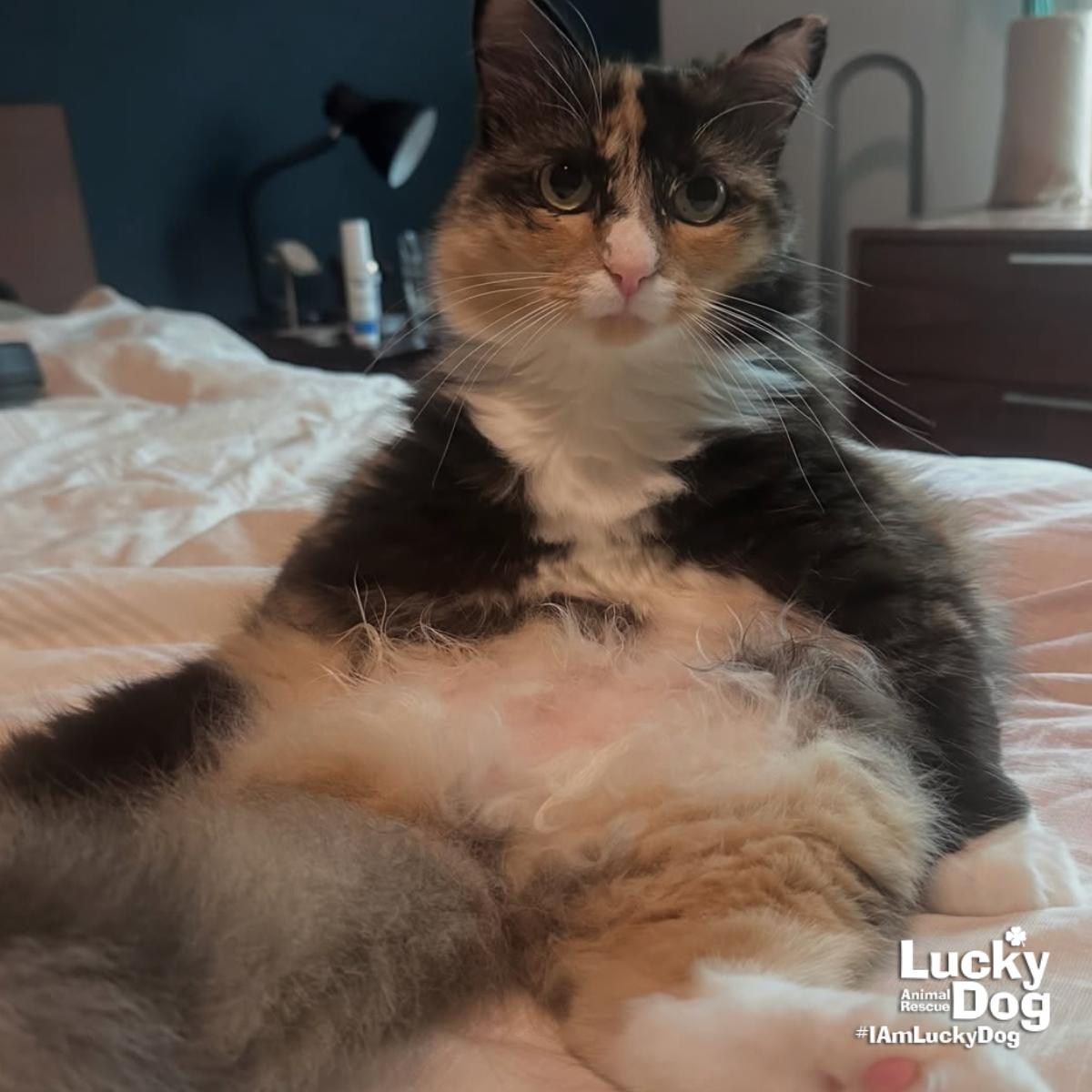 Enlarge Ellie, a Adopted Domestic Long Hair in Washington, DC image 2/3
