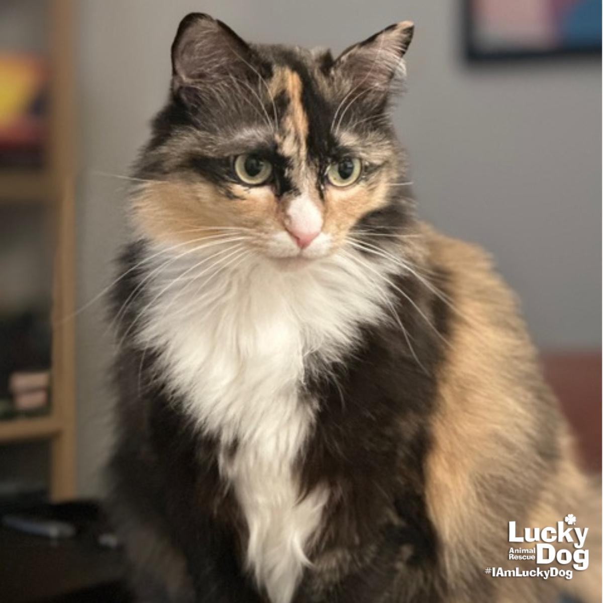 Enlarge Ellie, a Adopted Domestic Long Hair in Washington, DC image 3/3