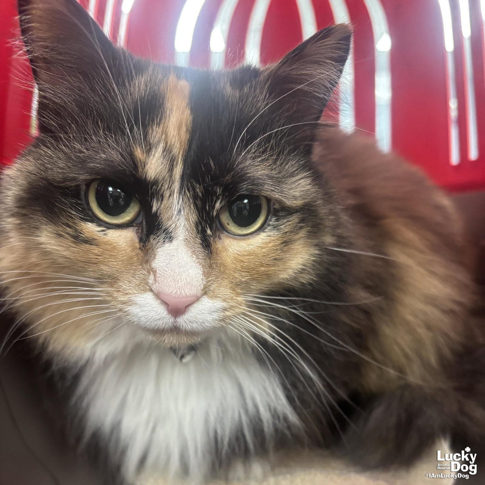 Ellie, a Adoptable Domestic Long Hair in Washington, DC image 3/3