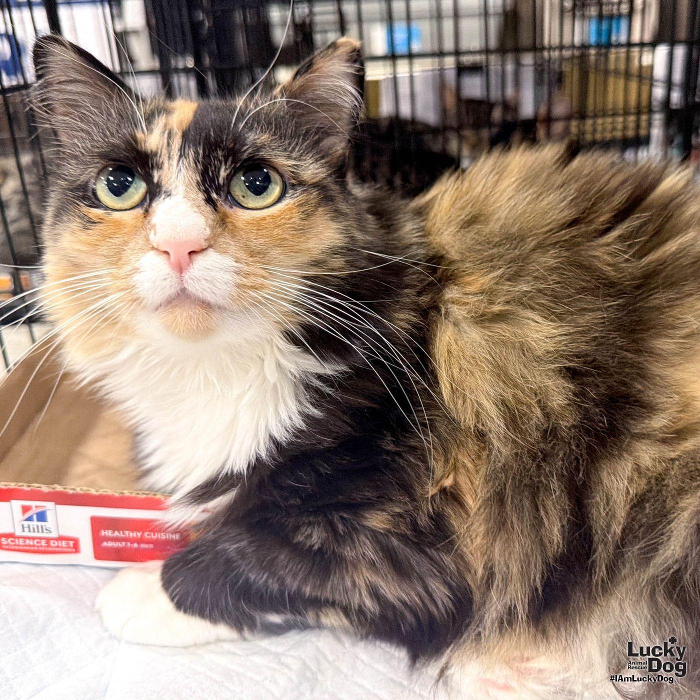Enlarge Ellie, a Adopted Domestic Long Hair in Washington, DC image 2/3