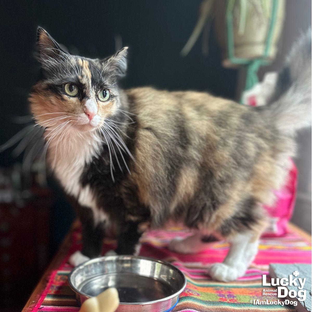 Enlarge Ellie, a Adopted Domestic Long Hair in Washington, DC image 3/3