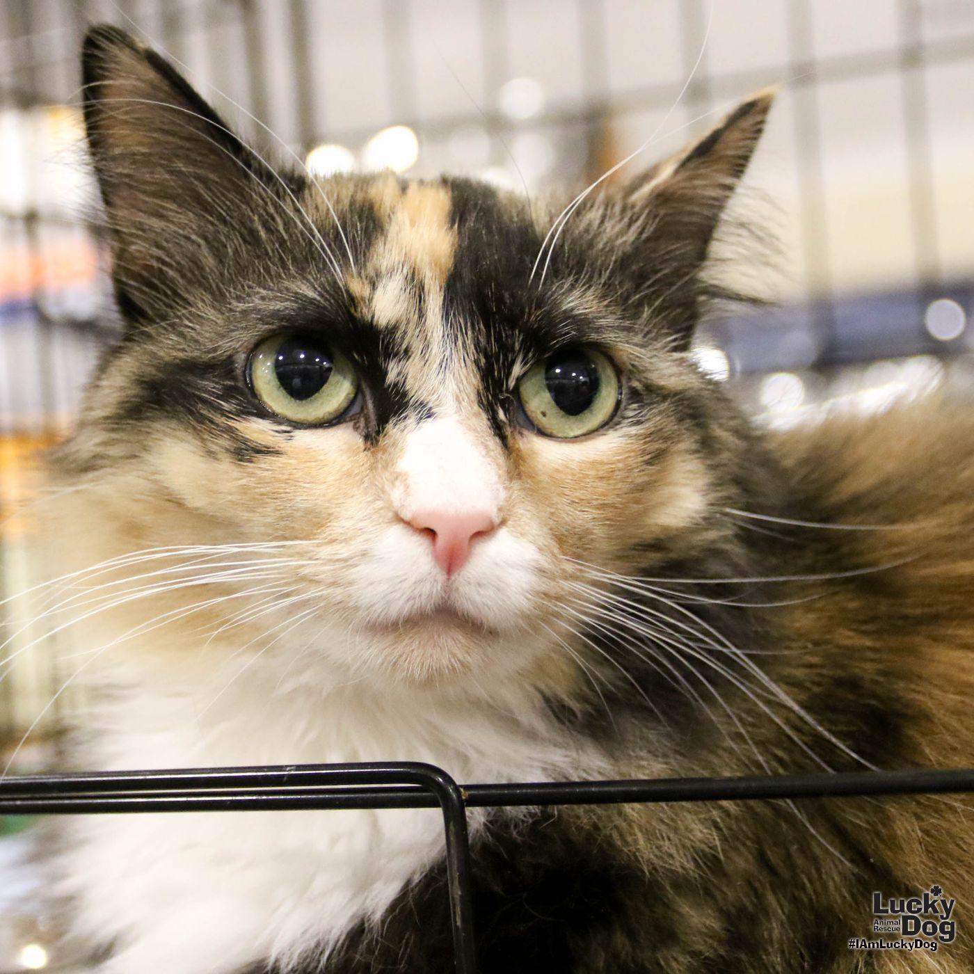Ellie, a Adopted Domestic Long Hair in Washington, DC image 3/3