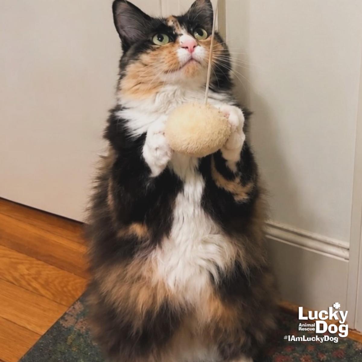 Enlarge Ellie, a Adopted Domestic Long Hair in Washington, DC image 3/3