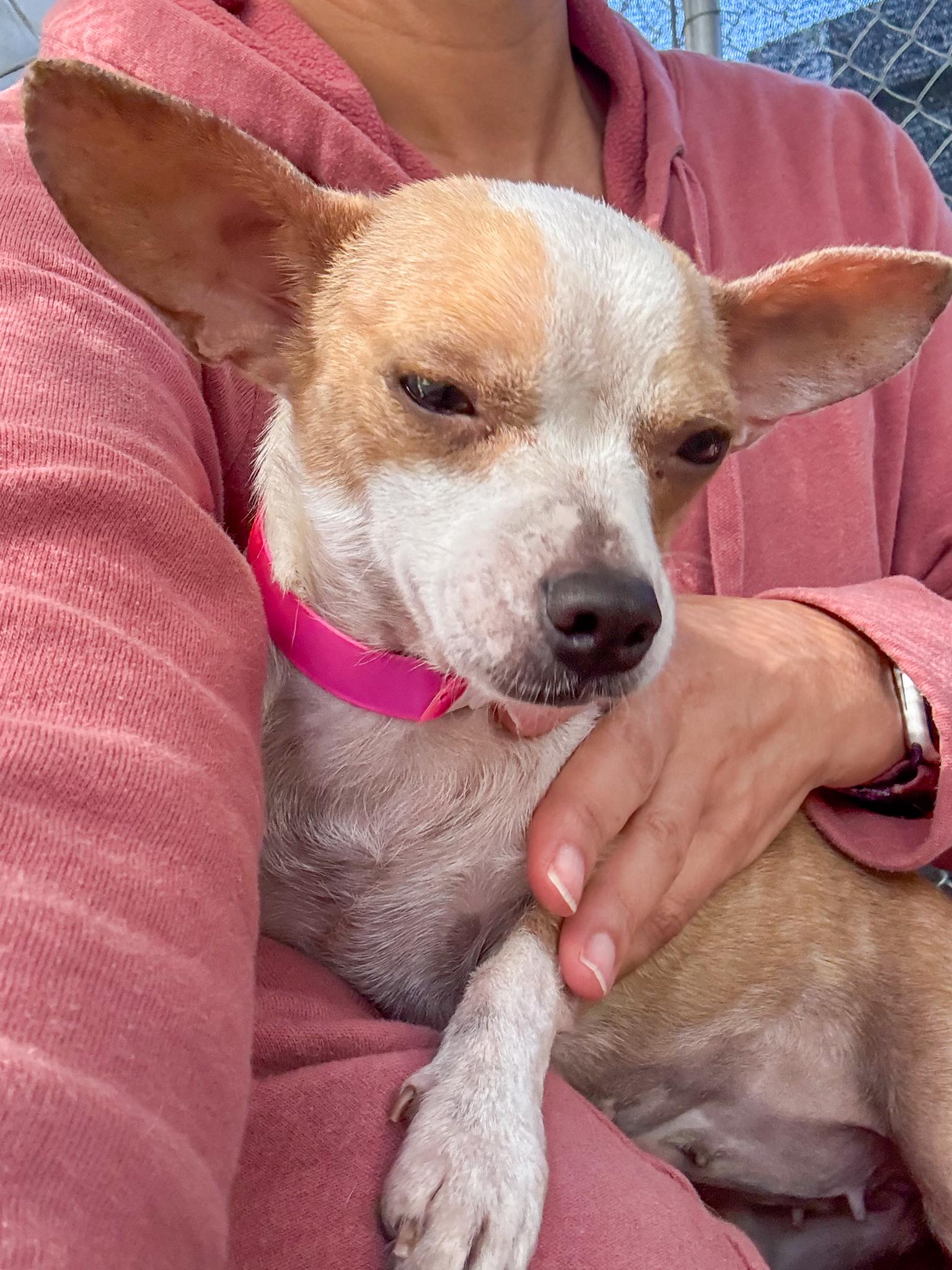 Enlarge Betsy, a Adoptable mixed breed in Fresno, CA image 6/6
