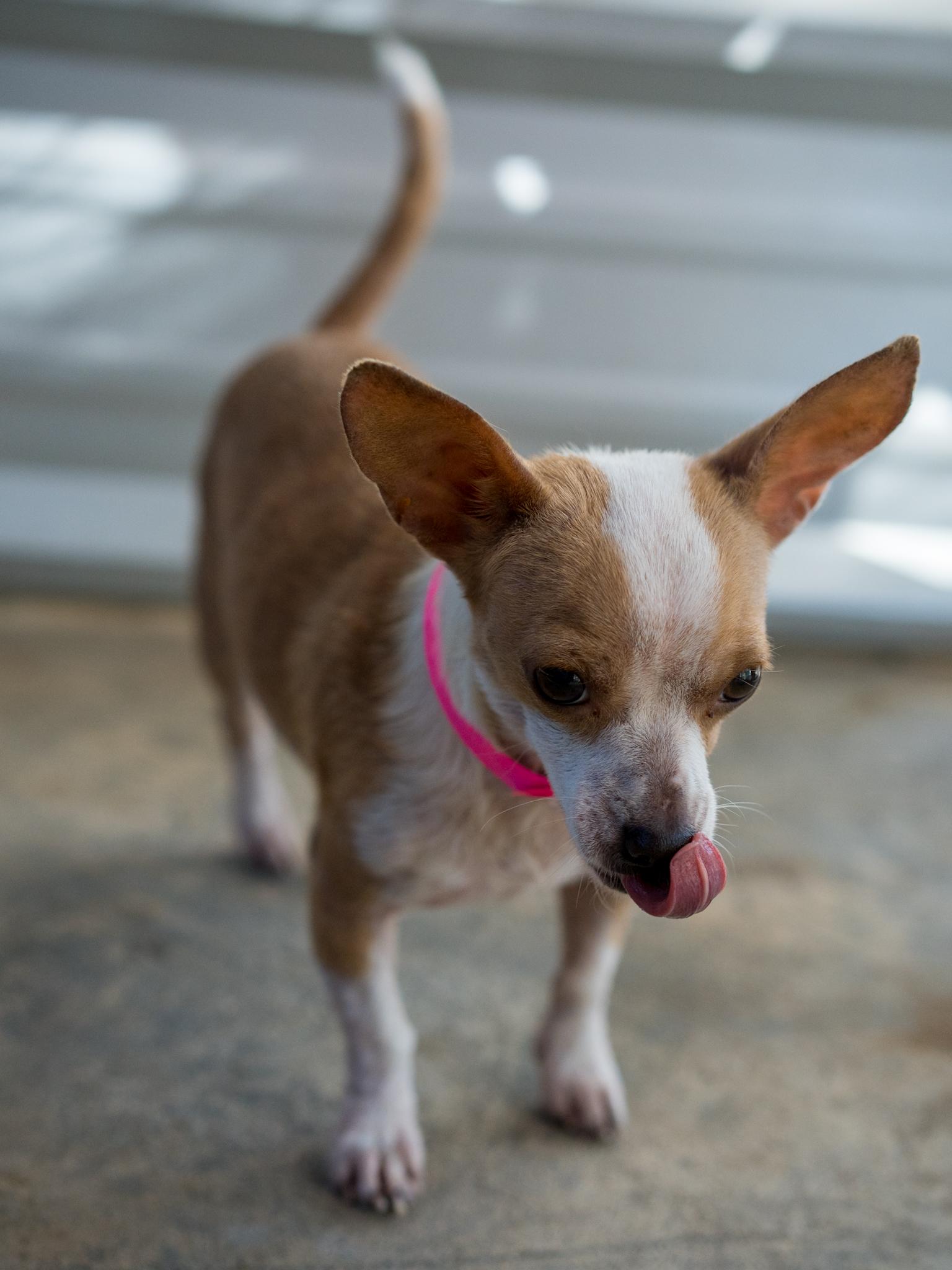 Enlarge Betsy, a Adoptable mixed breed in Fresno, CA image 2/6