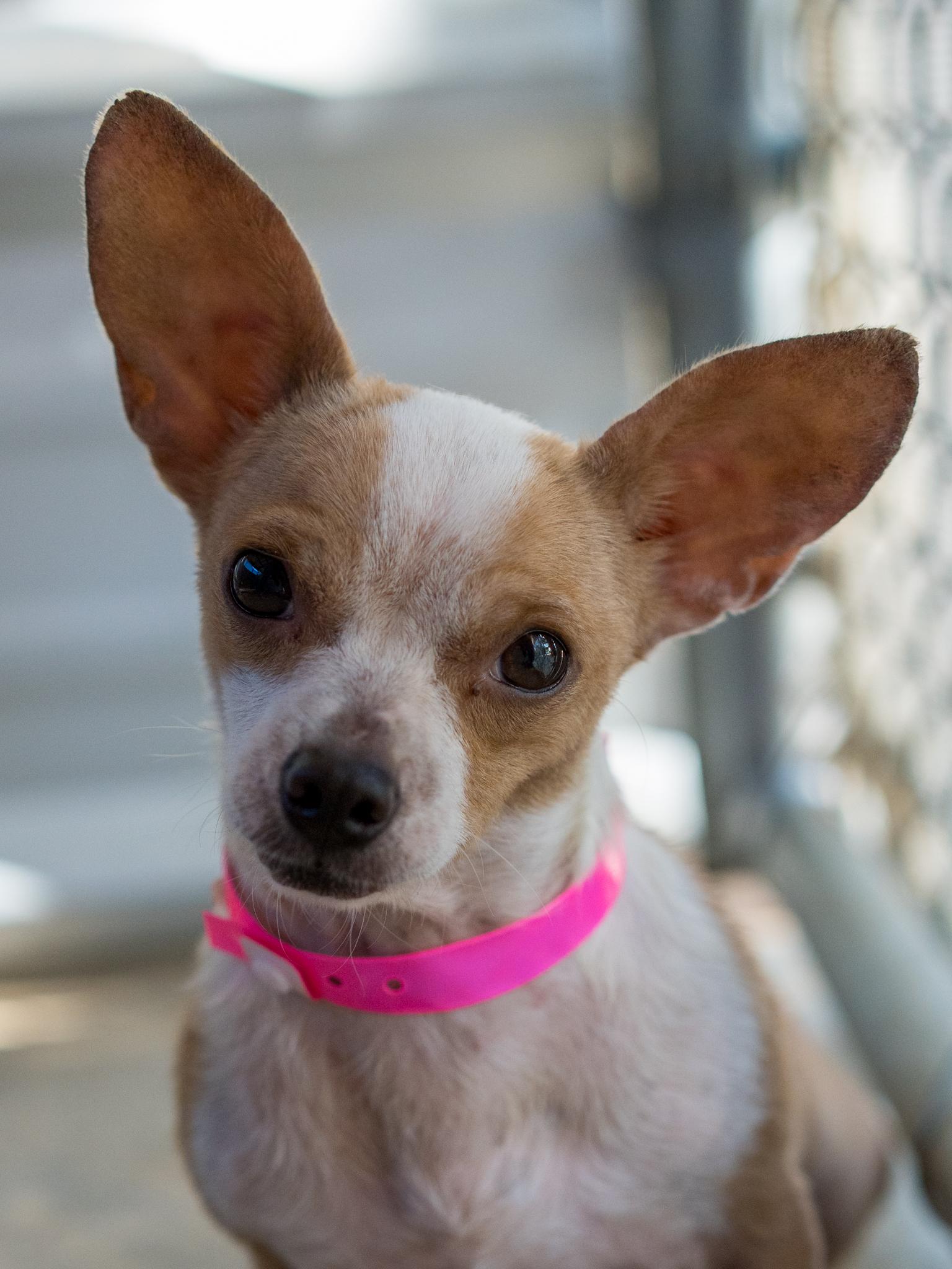 Enlarge Betsy, a Adoptable mixed breed in Fresno, CA image 3/6