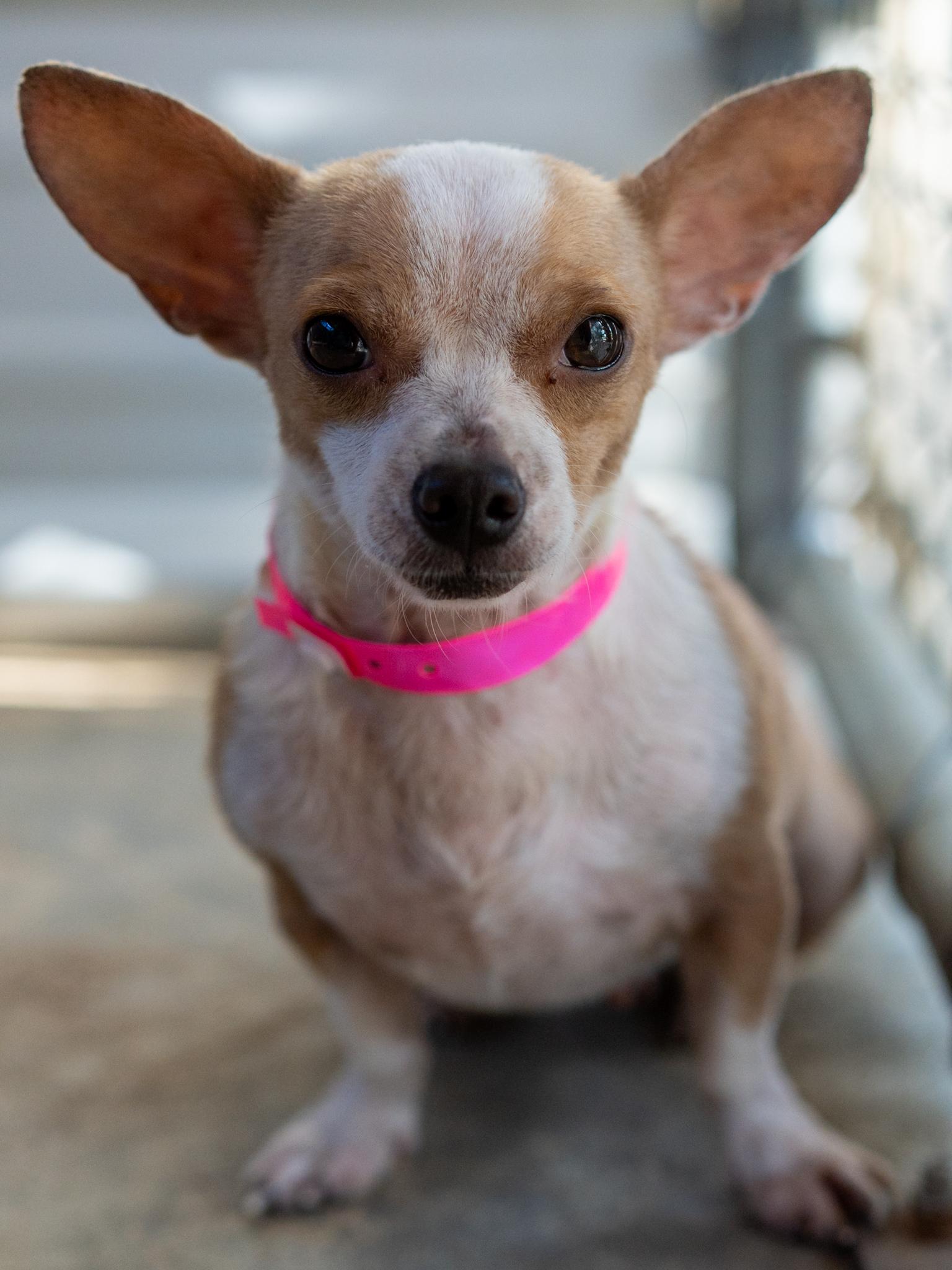 Enlarge Betsy, a Adoptable mixed breed in Fresno, CA image 5/6