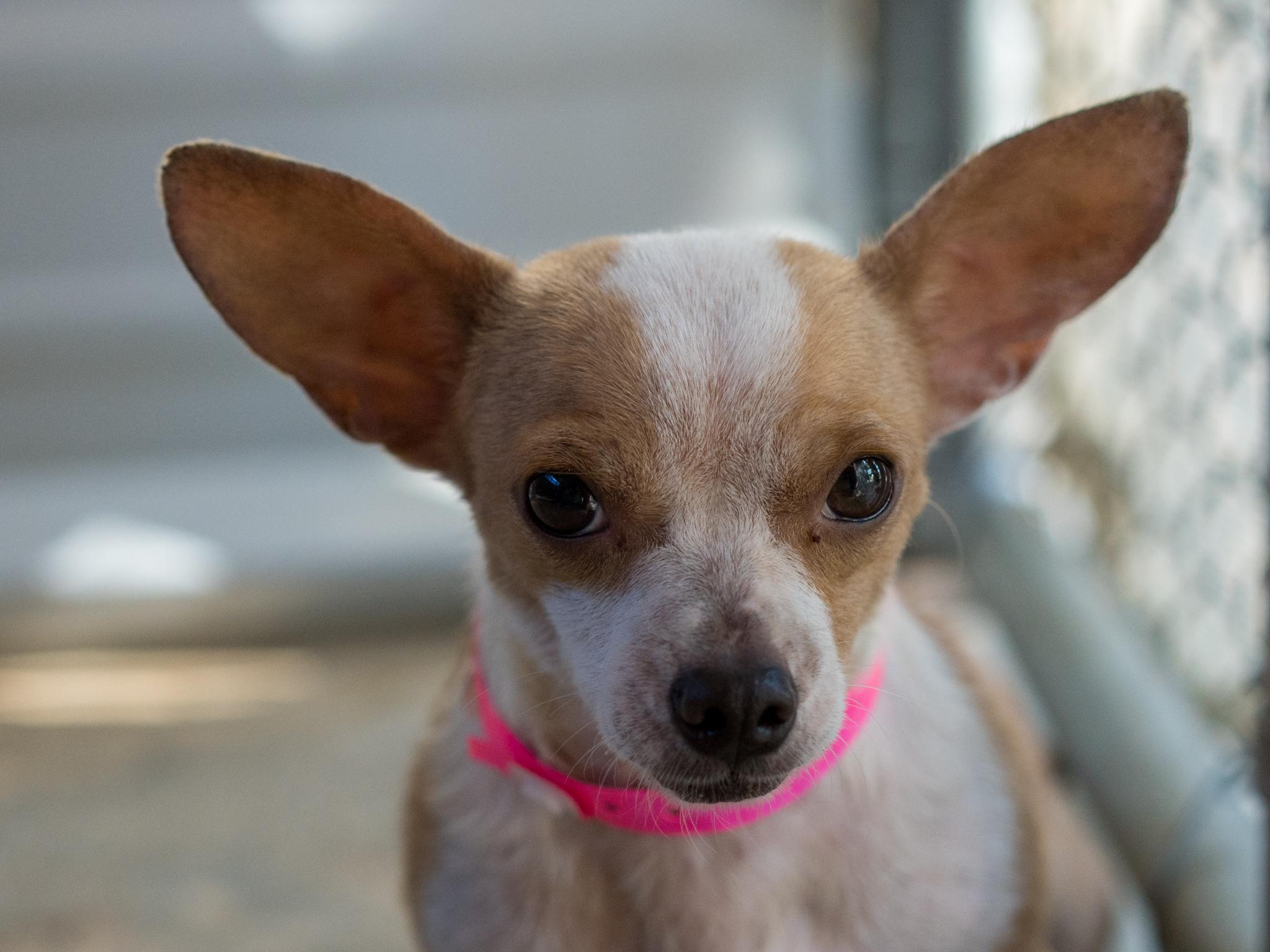 Enlarge Betsy, a Adoptable mixed breed in Fresno, CA image 1/6