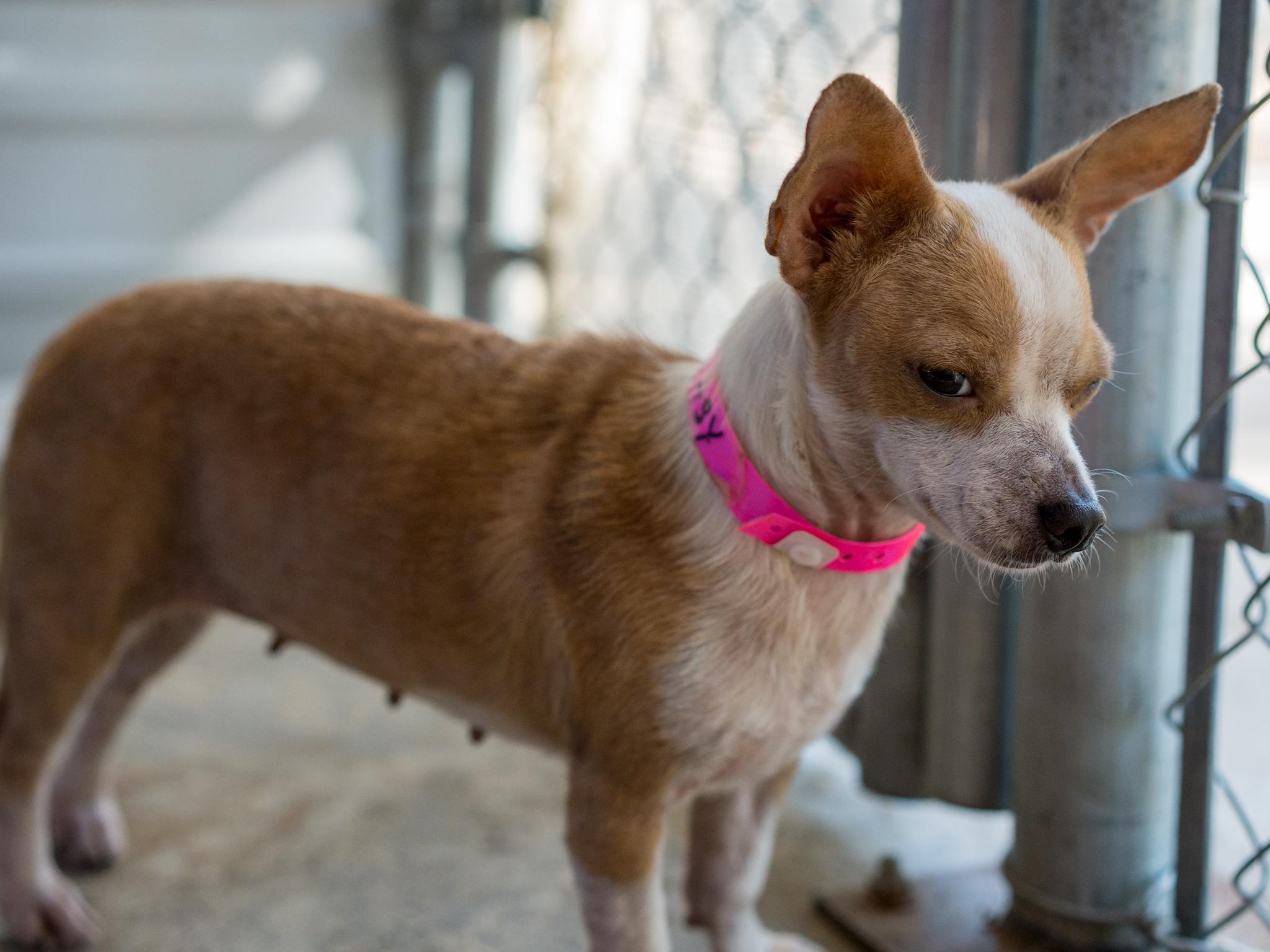 Enlarge Betsy, a Adoptable mixed breed in Fresno, CA image 4/6