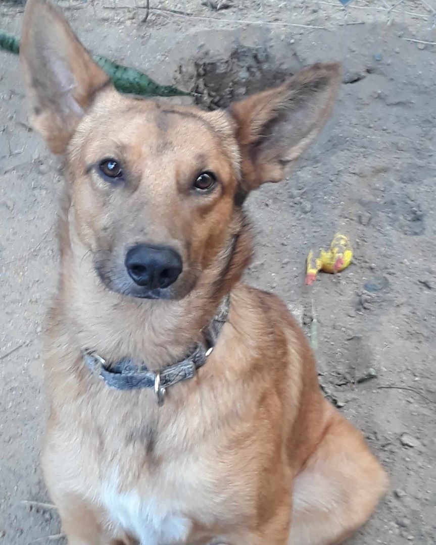 Canelo