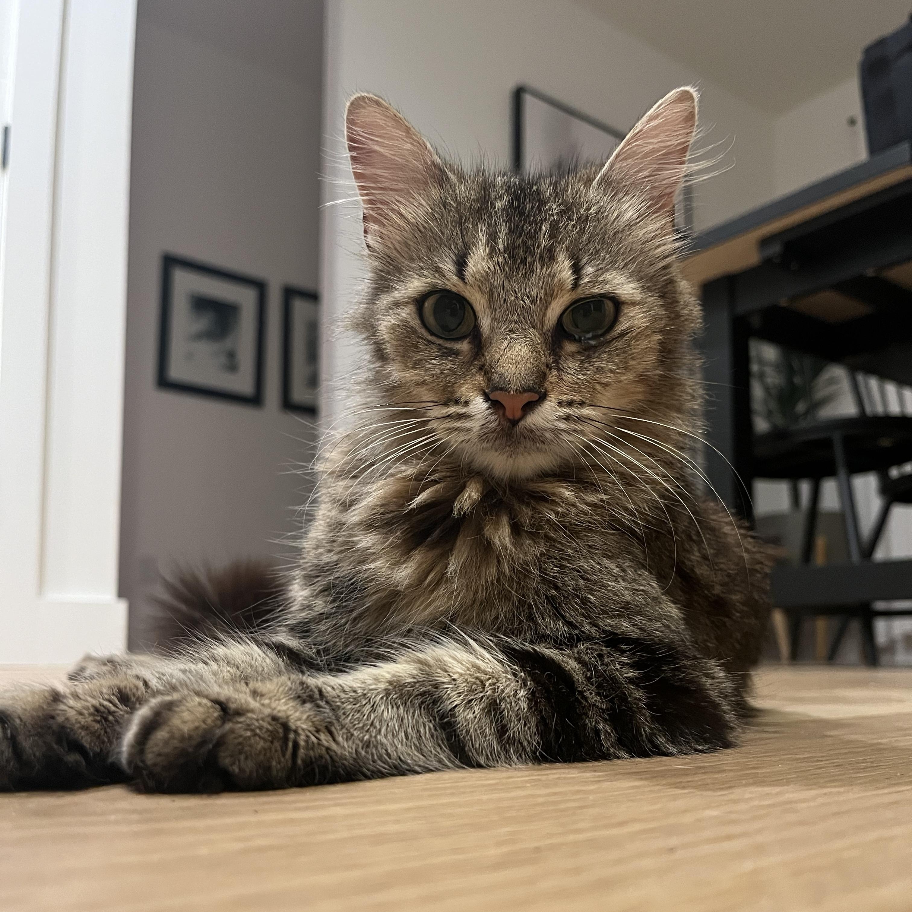 Cricket (grumpy face but SWEET girl), a ADOPTABLE Domestic Long Hair in Newnan, GA image 5/5