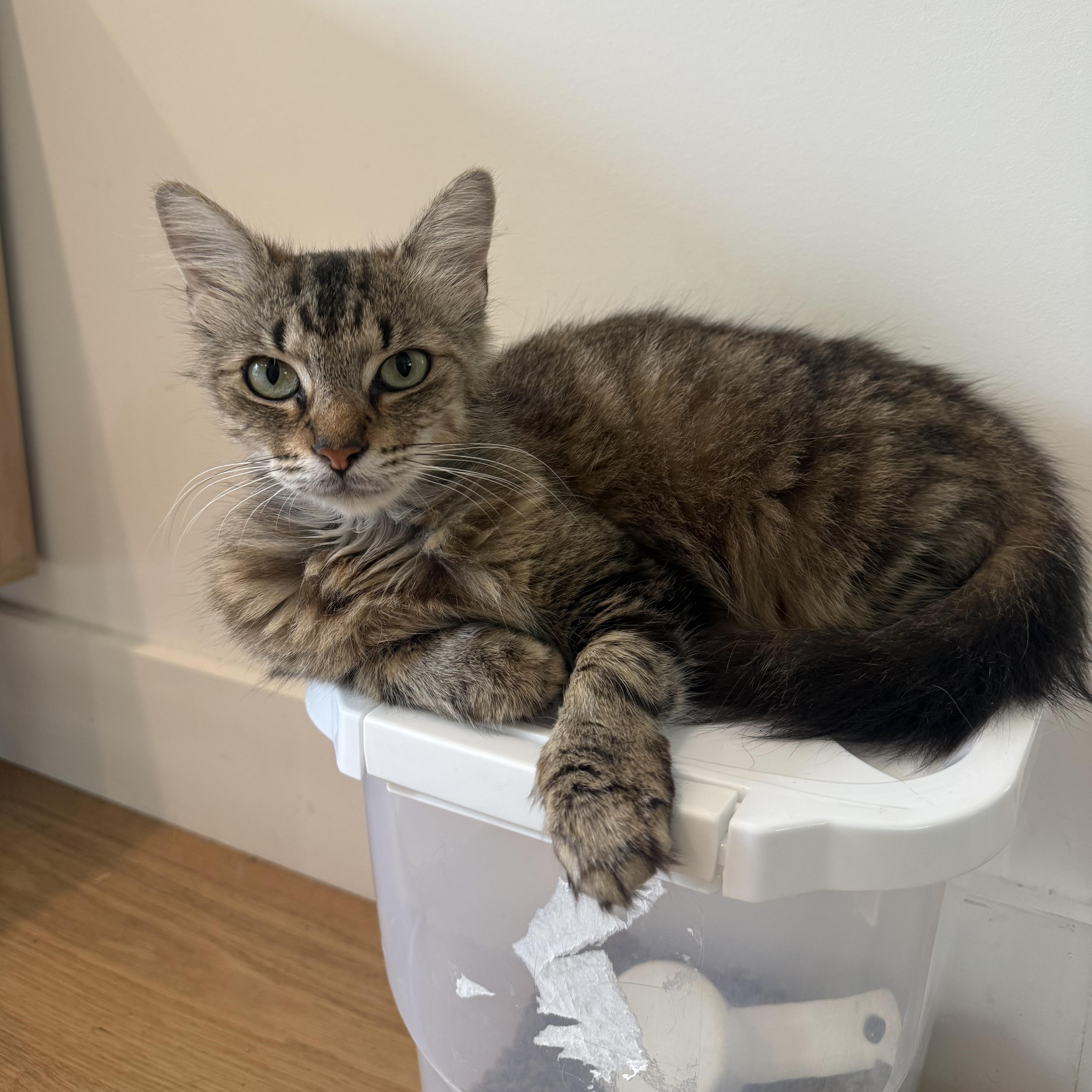 Cricket (grumpy face but SWEET girl), a ADOPTABLE Domestic Long Hair in Newnan, GA image 2/5