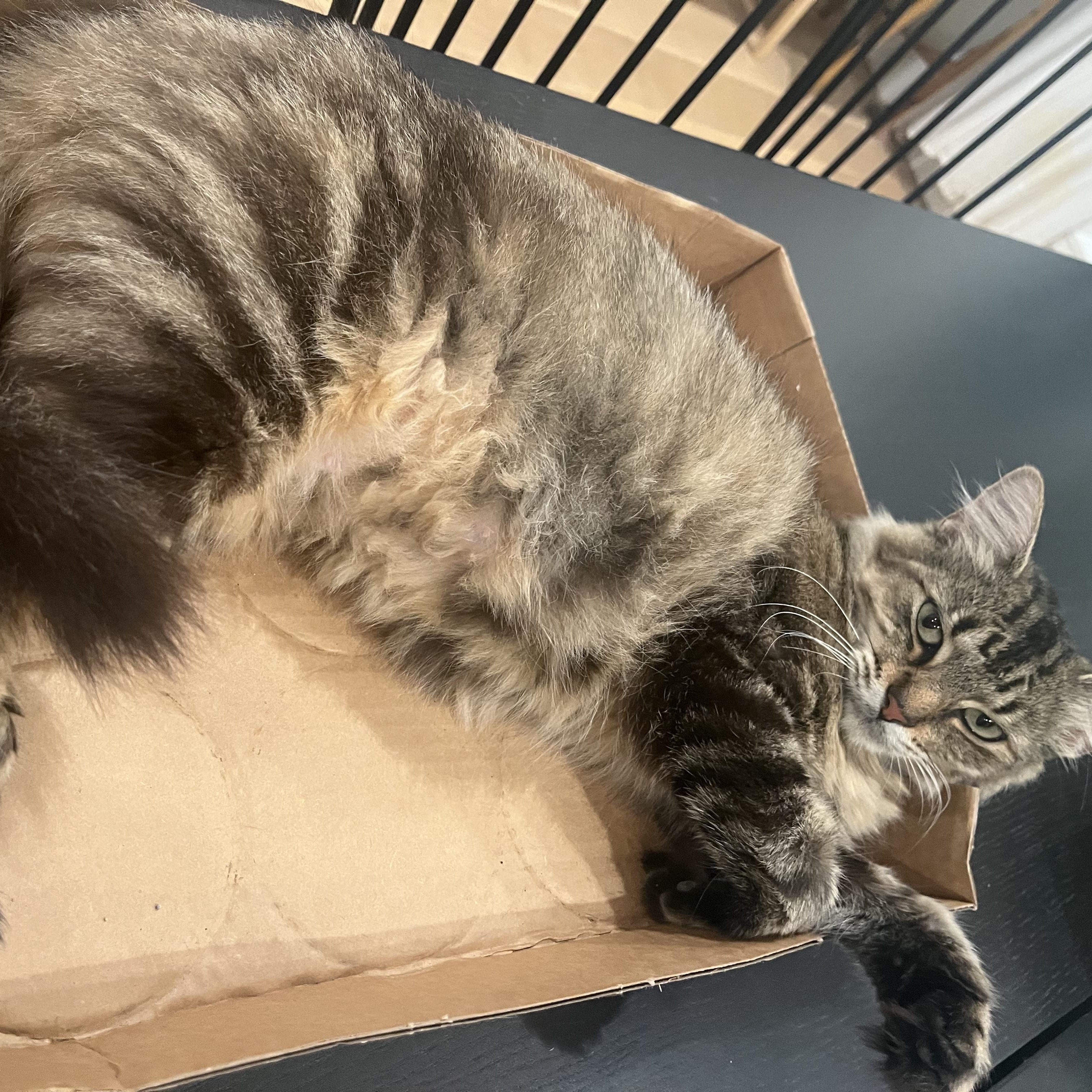 Cricket, a ADOPTABLE Domestic Long Hair in Atlanta, GA image 1/6