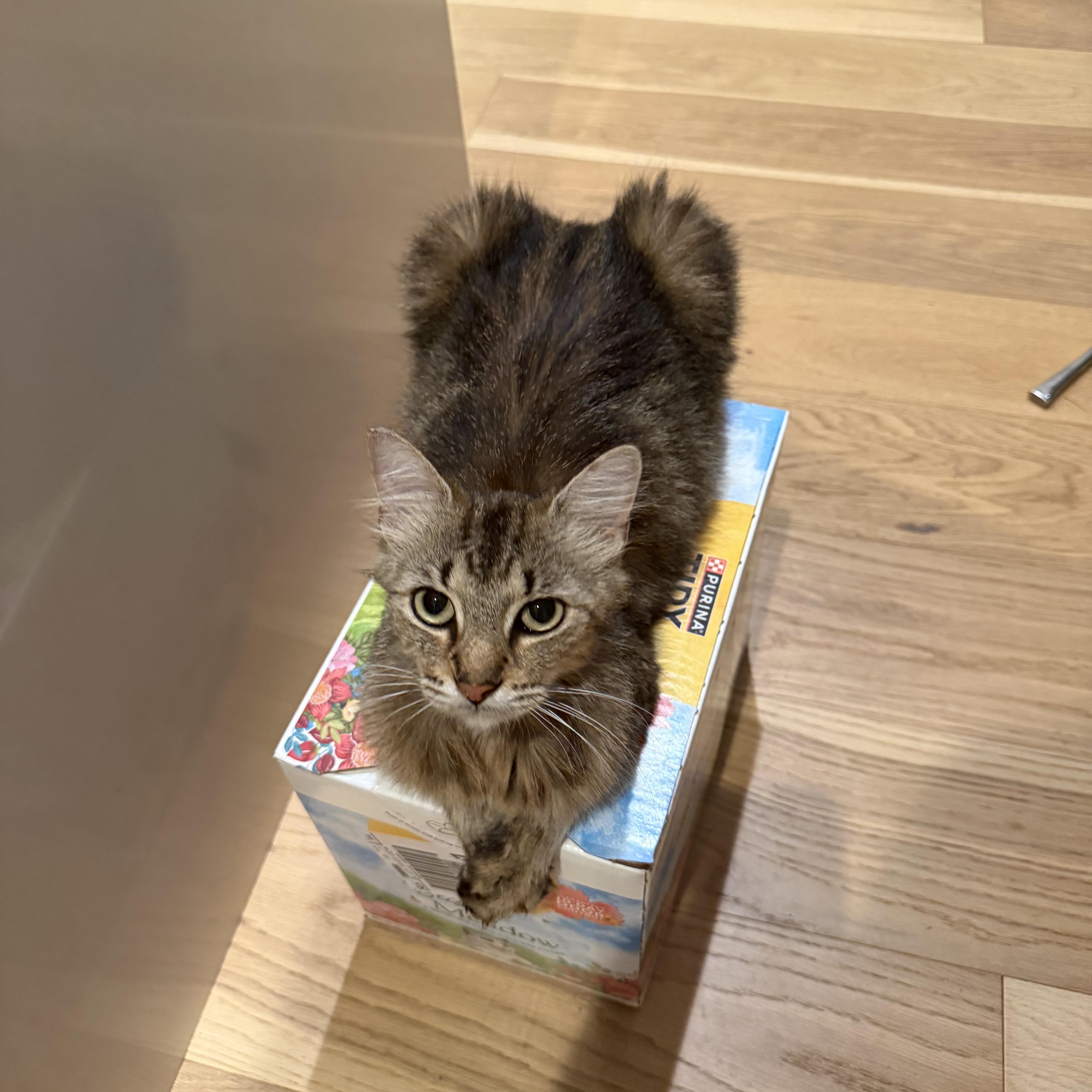 Cricket (grumpy face but SWEET girl), ADOPTABLE, Adult Female Domestic Long Hair.