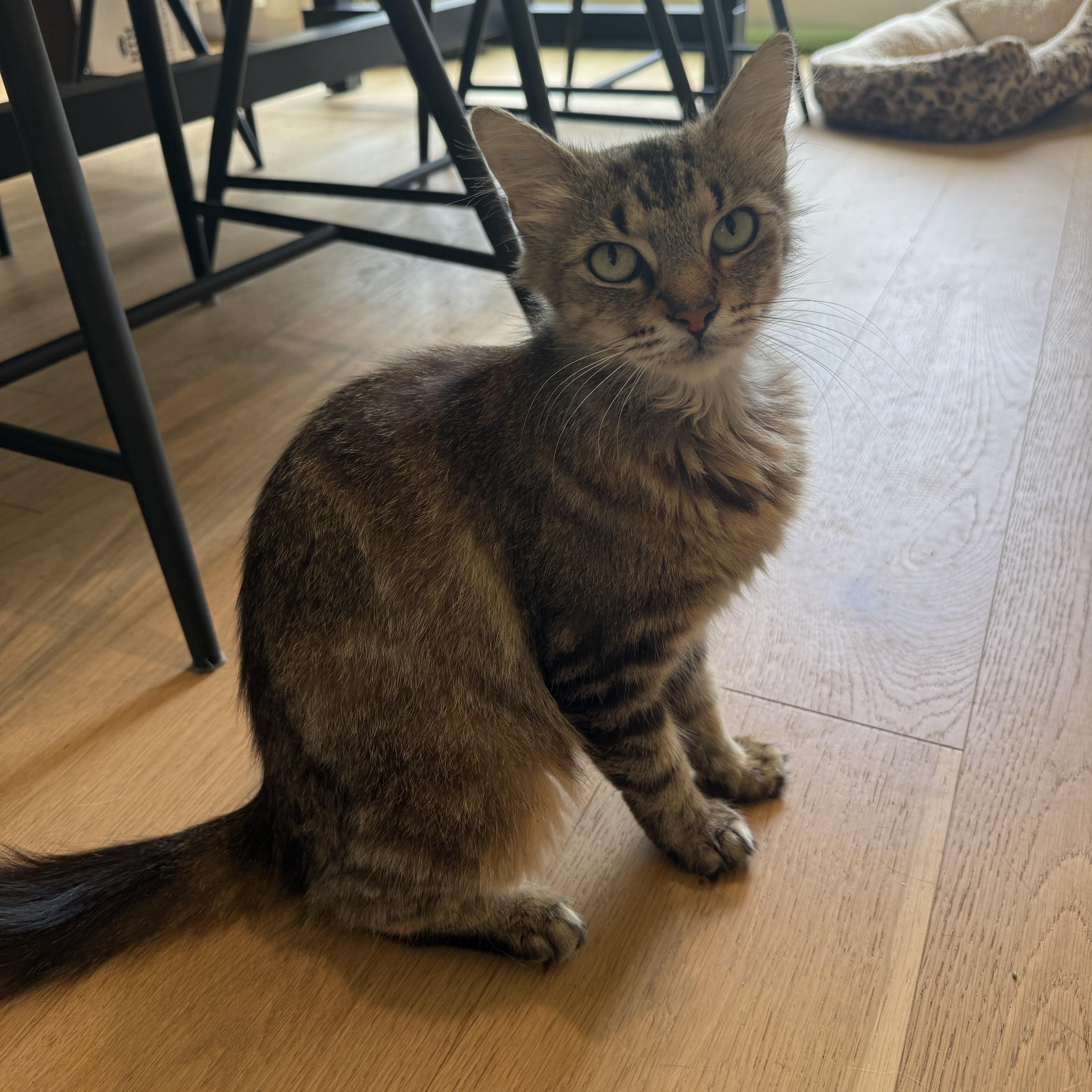 Cricket (grumpy face but SWEET girl), a ADOPTABLE Domestic Long Hair in Newnan, GA image 3/5