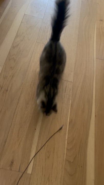 Enlarge Cricket, a ADOPTABLE Domestic Long Hair in Atlanta, GA video 6/6