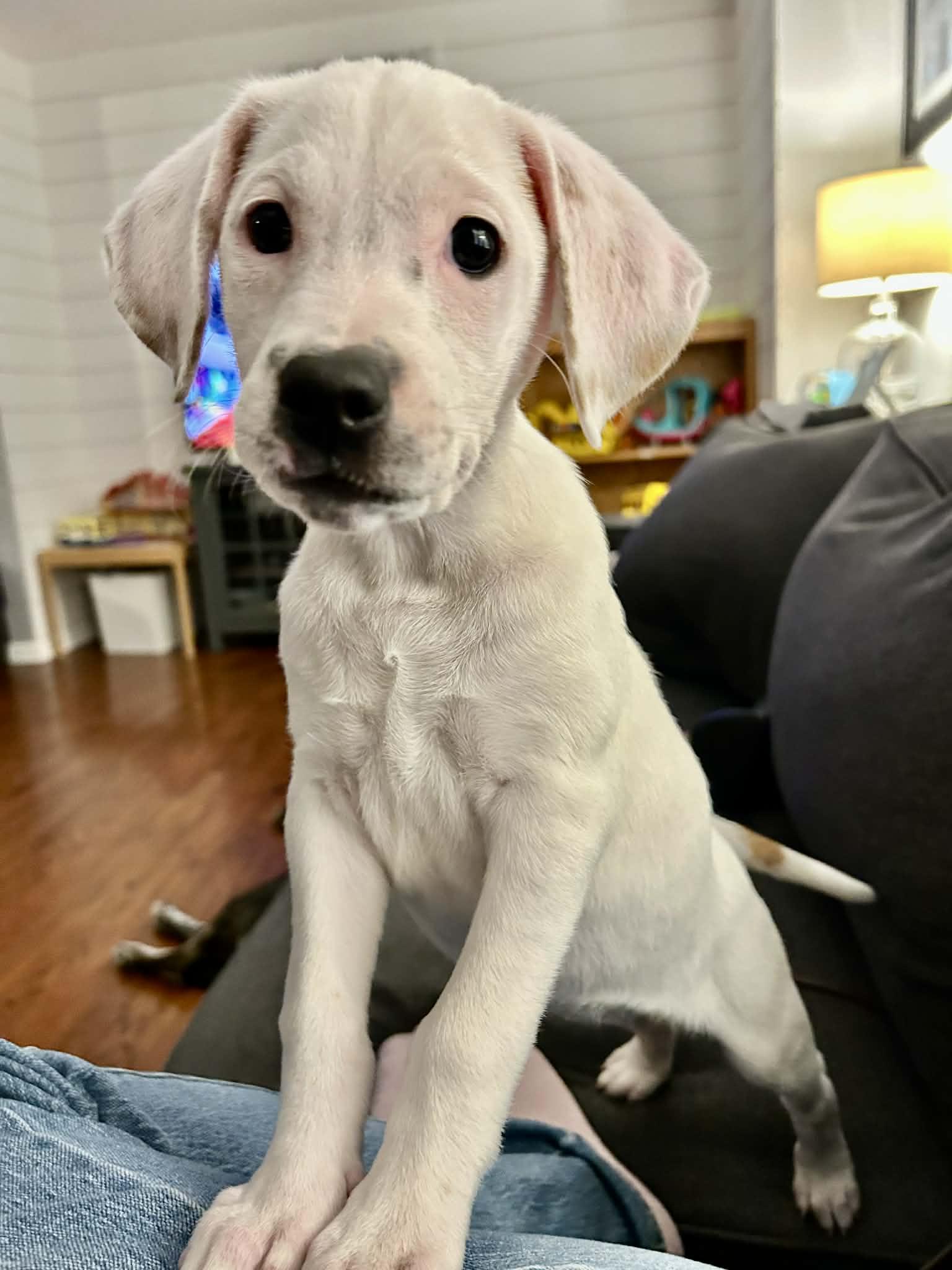 Enlarge Camilla, an adopted mixed breed in Grand Rapids, MI image 3/3