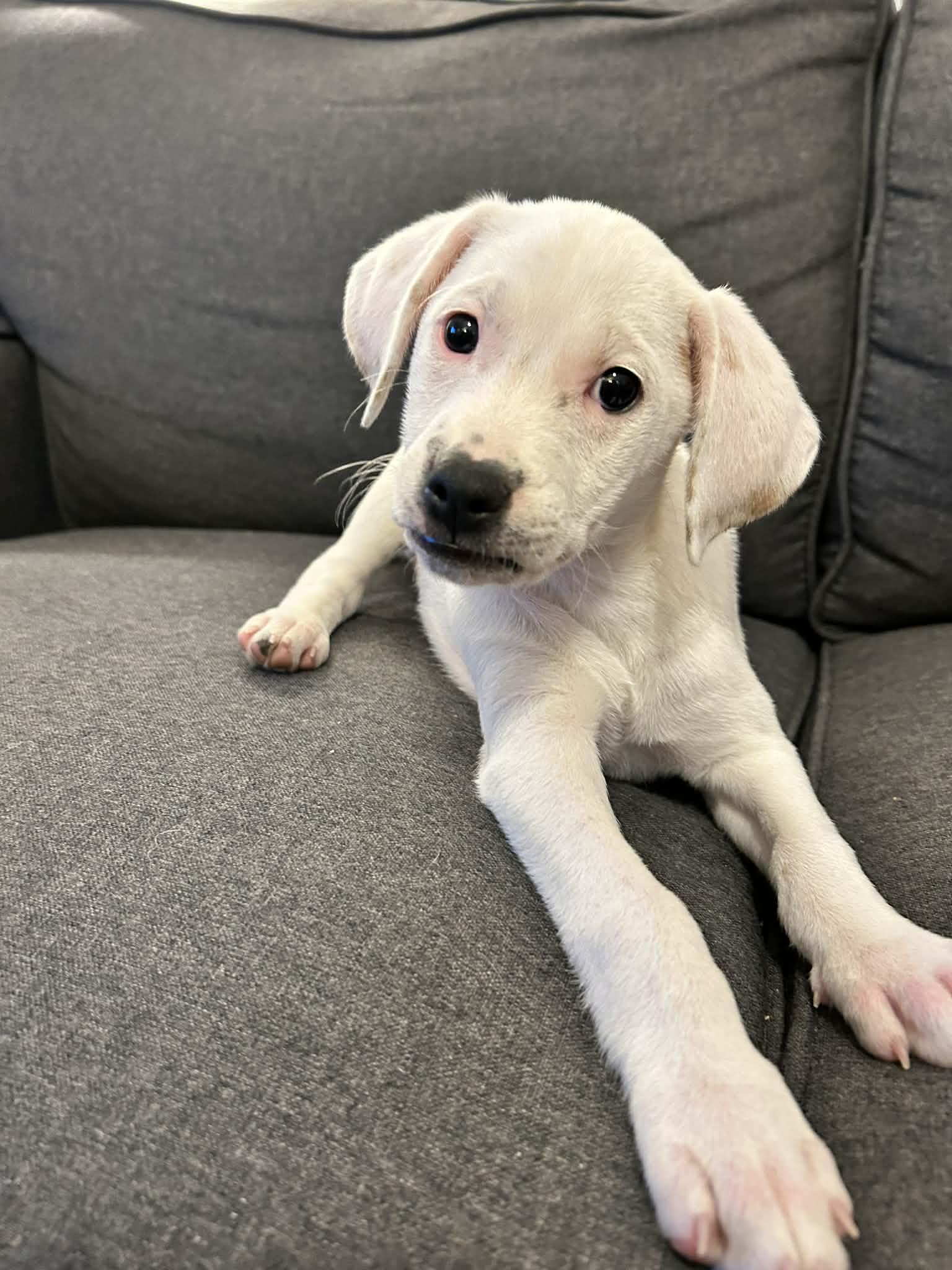 Camilla, adopted, Puppy Female Labrador Retriever.
