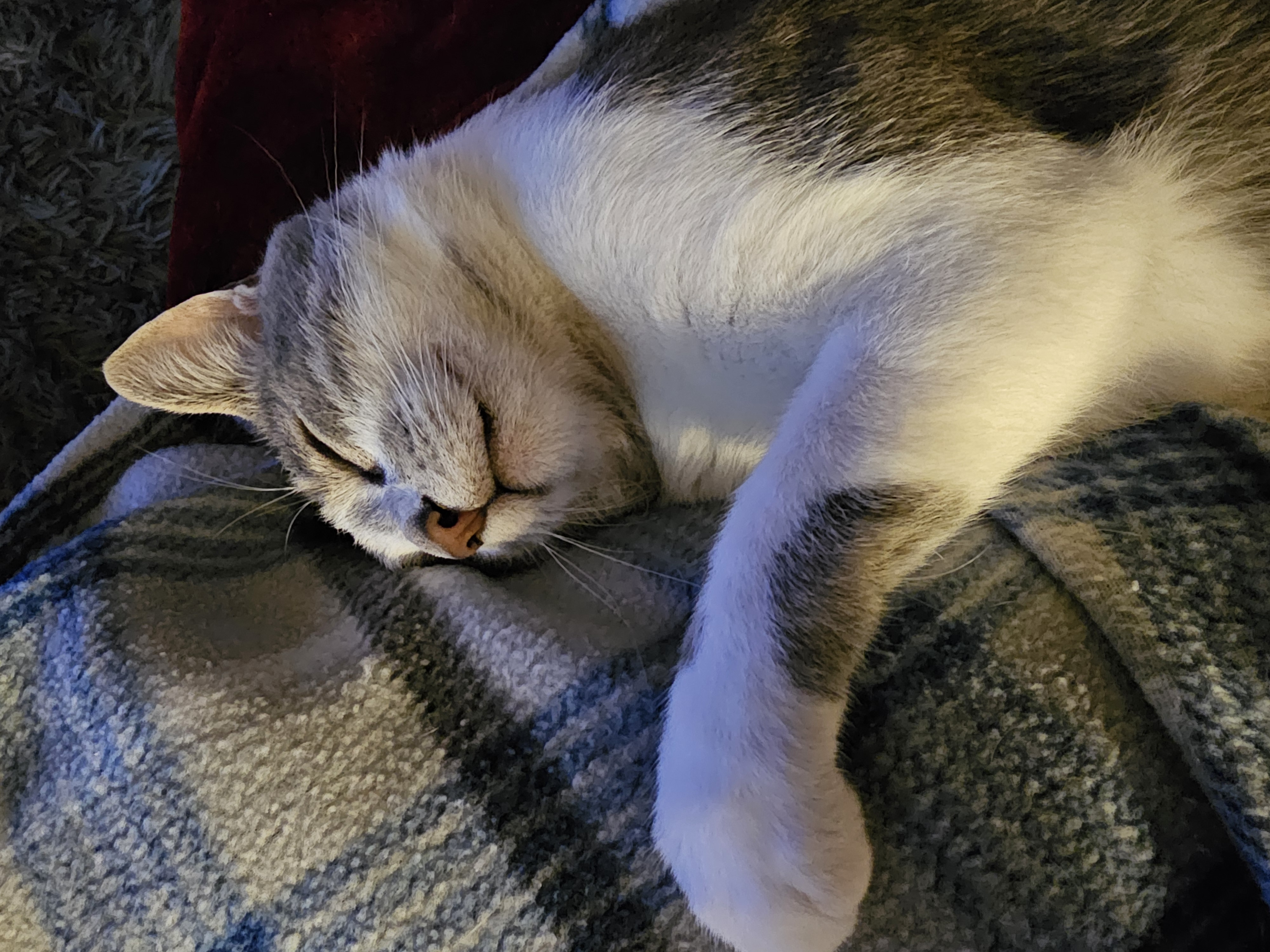 Enlarge Dancing Bear, a Adopted Domestic Short Hair in Toledo, OH image 5/6