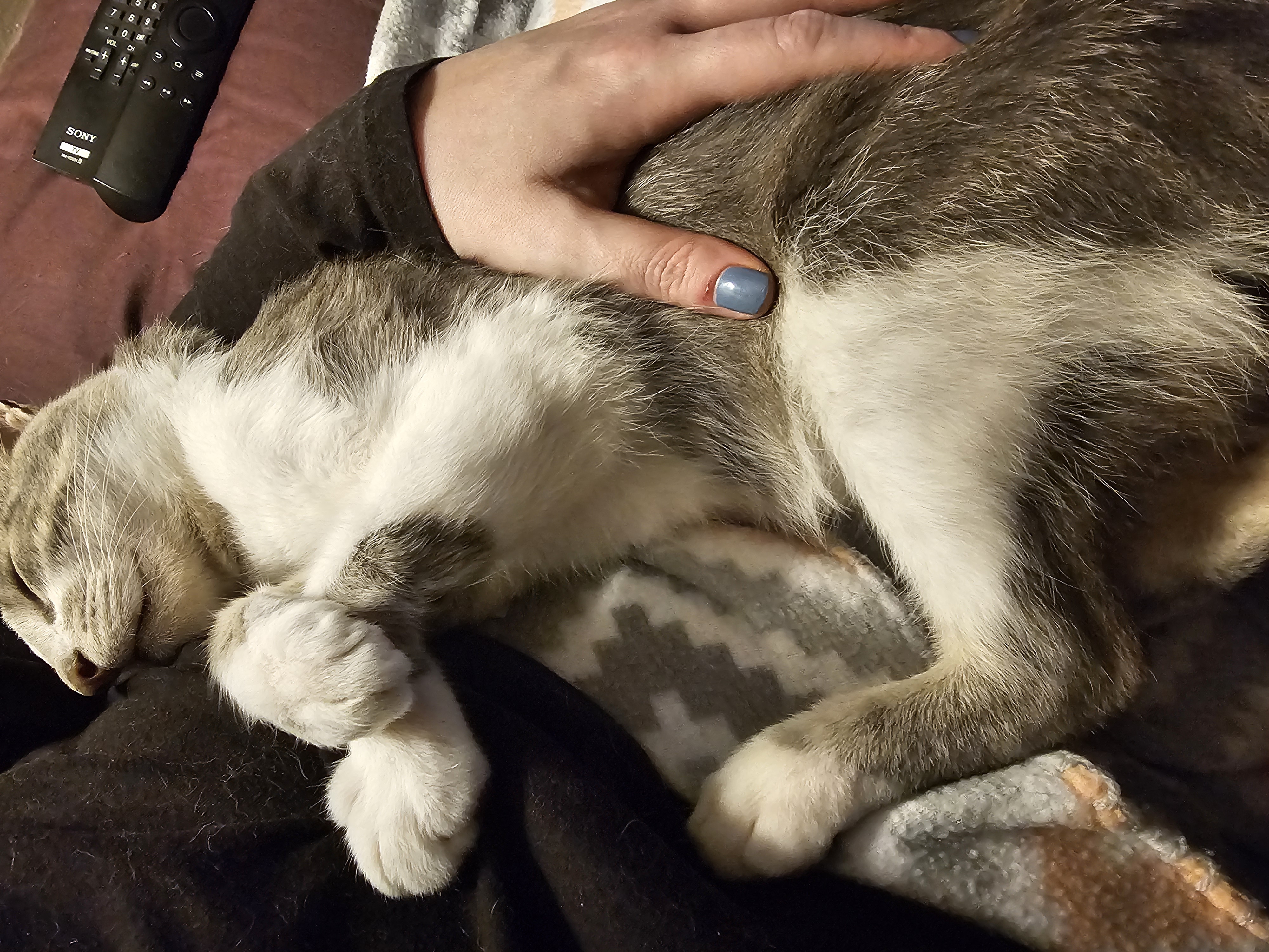 Enlarge Dancing Bear, a Adopted Domestic Short Hair in Toledo, OH image 3/6