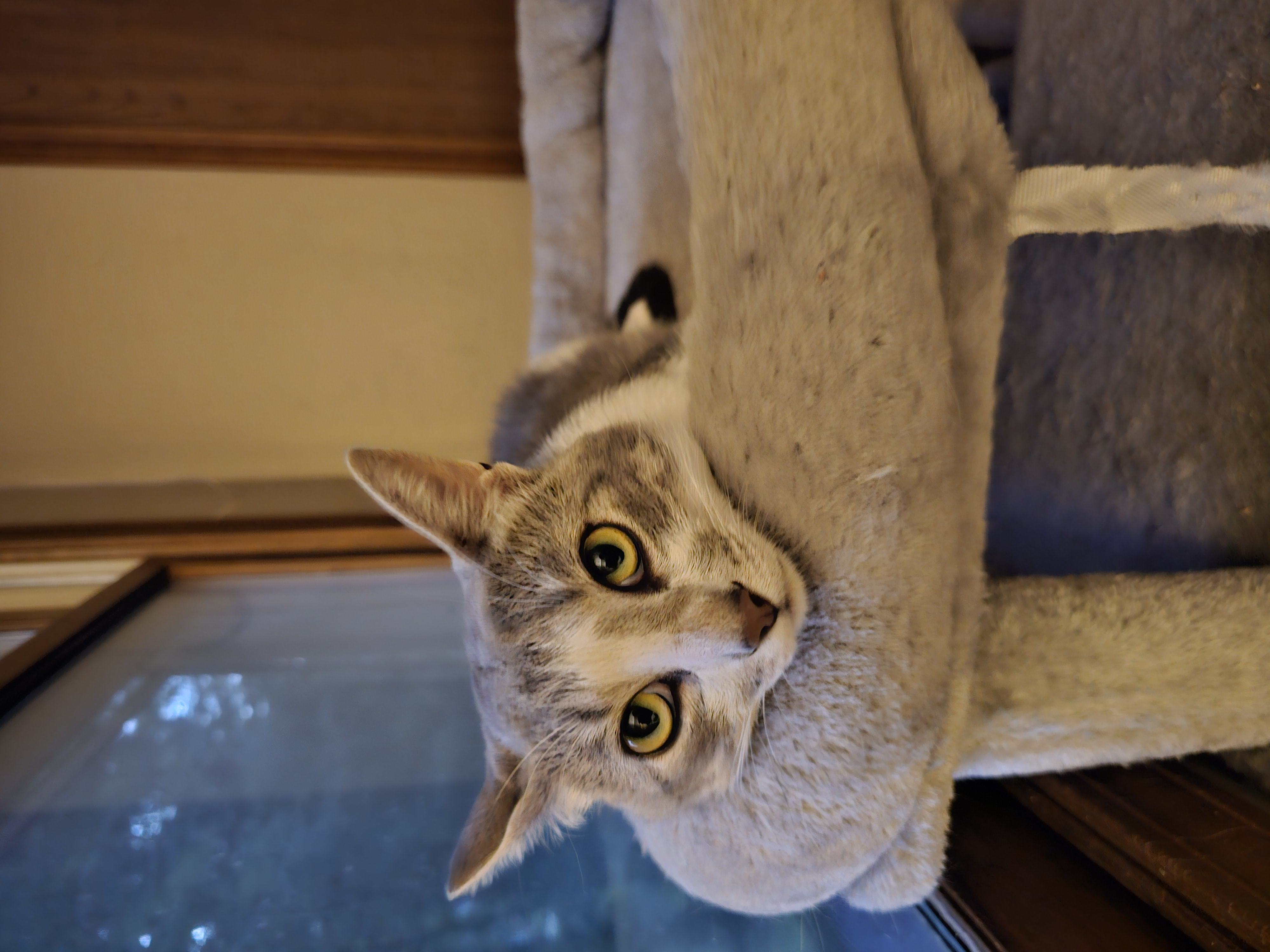 Enlarge Dancing Bear, a Adopted Domestic Short Hair in Toledo, OH image 6/6