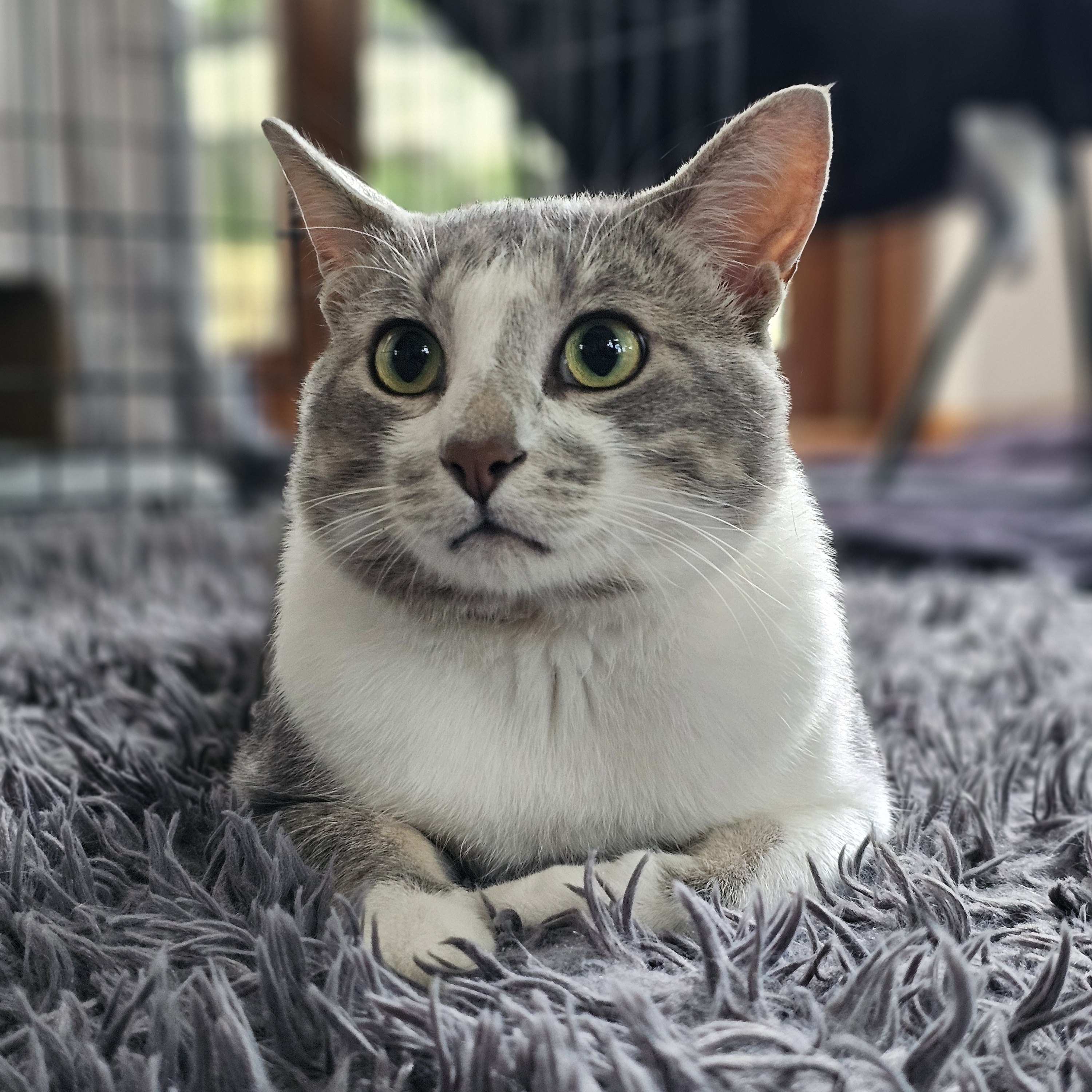 Enlarge Dancing Bear, a Adopted Domestic Short Hair in Toledo, OH image 1/6