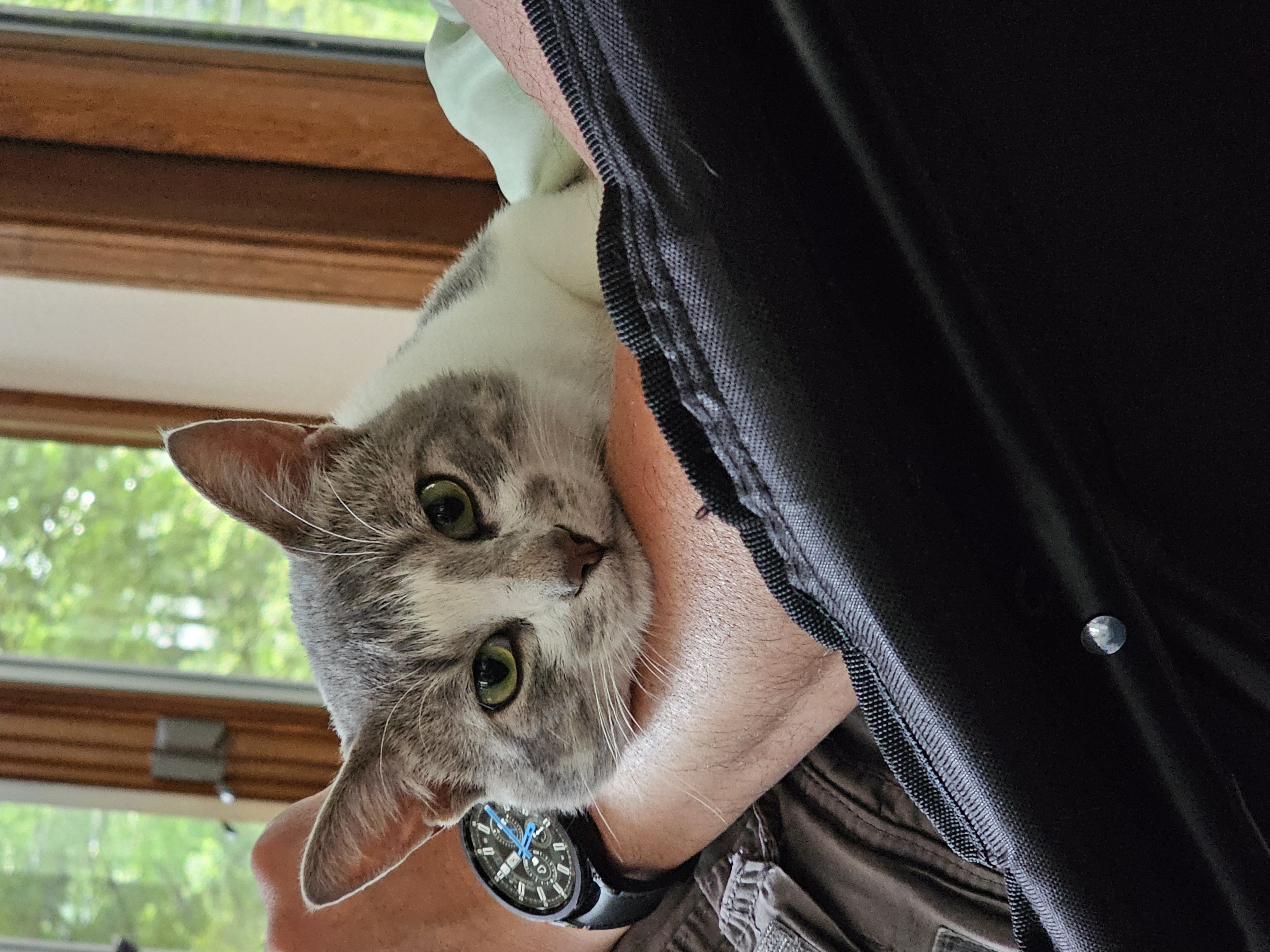 Enlarge Dancing Bear, a Adopted Domestic Short Hair in Toledo, OH image 4/6